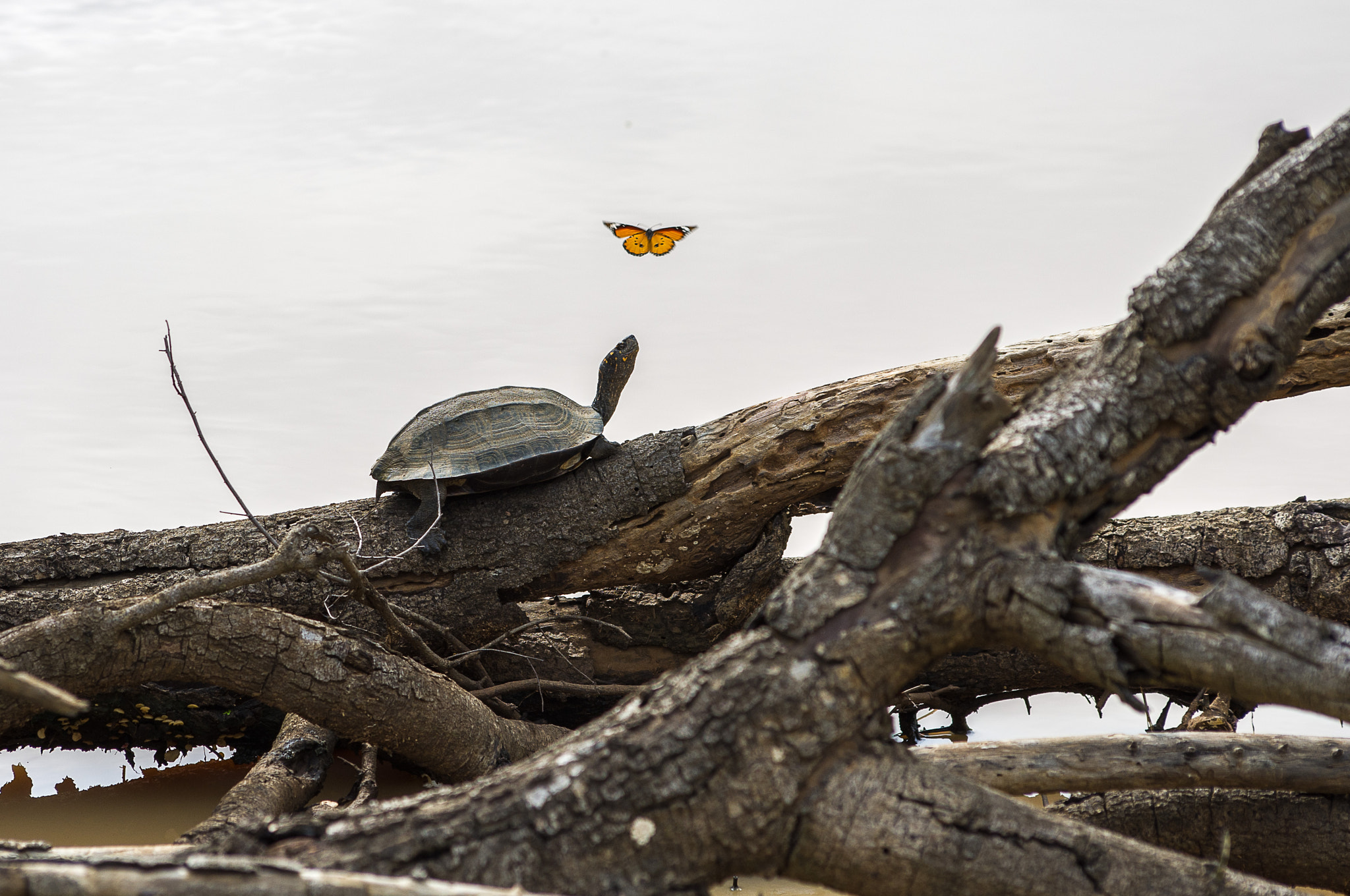 Pentax K-x + Sigma sample photo. Turtle meets butterfly photography