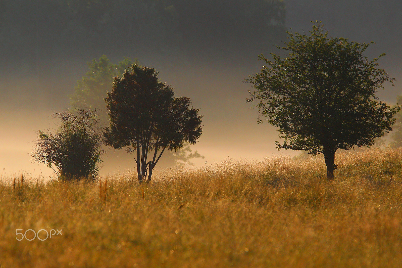 Canon EOS-1D Mark IV + Canon EF 300mm F2.8L IS USM sample photo. Trees  in fog photography