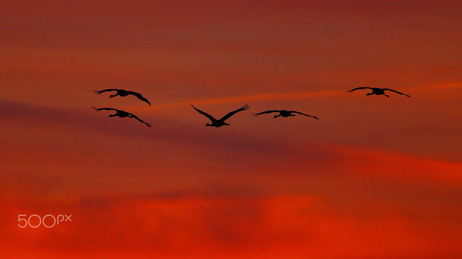 Canon EOS-1D Mark IV + Canon EF 300mm F2.8L IS USM sample photo. Crane in sunset photography