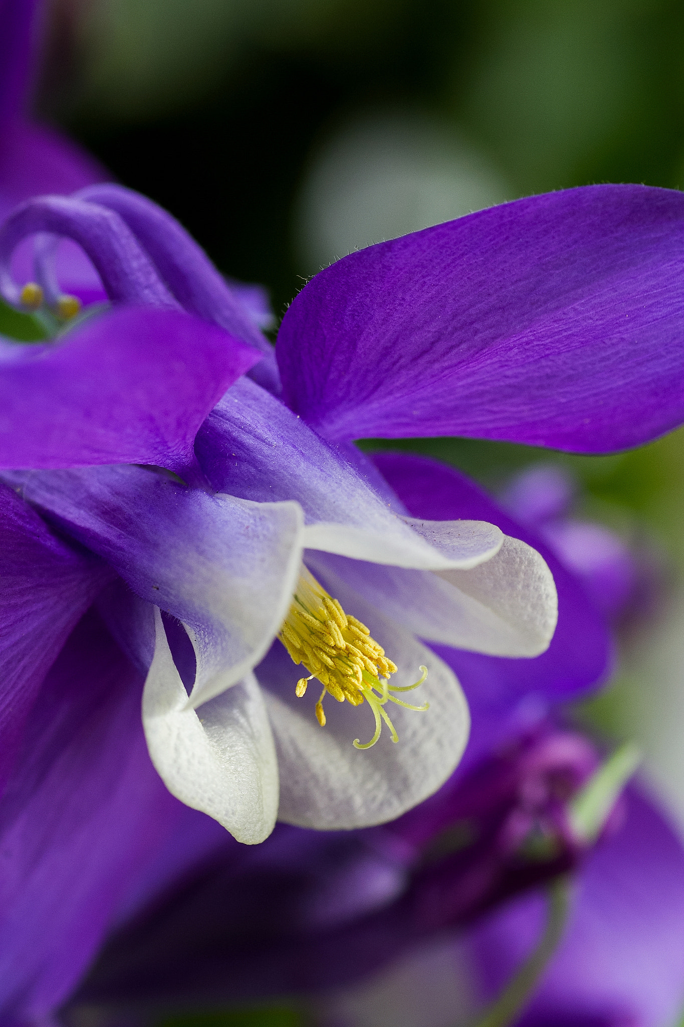 Canon EOS 7D + Tamron SP AF 90mm F2.8 Di Macro sample photo. Aquilegia photography