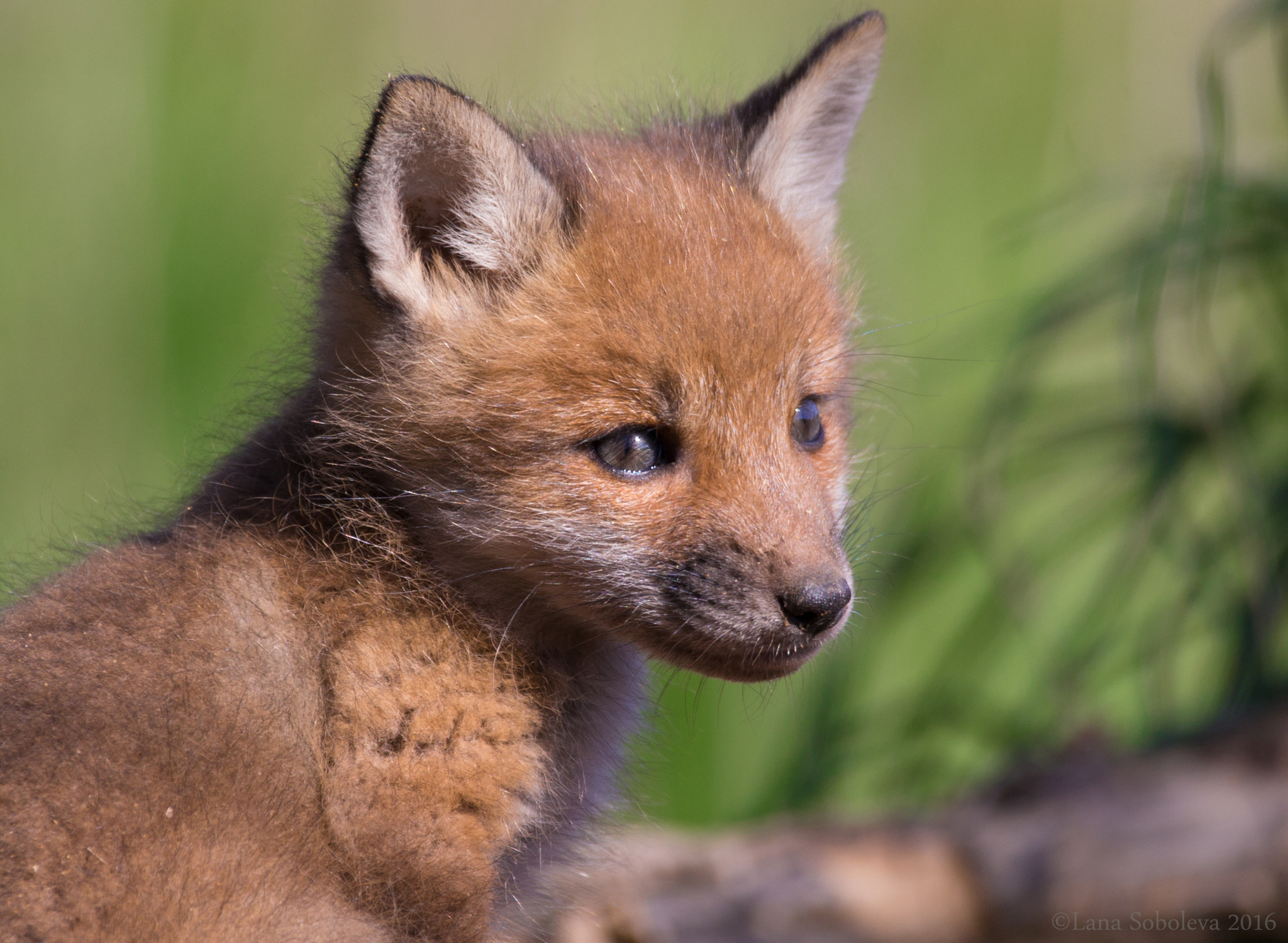 150-600mm F5-6.3 DG OS HSM | Contemporary 015 sample photo. Fox pup photography