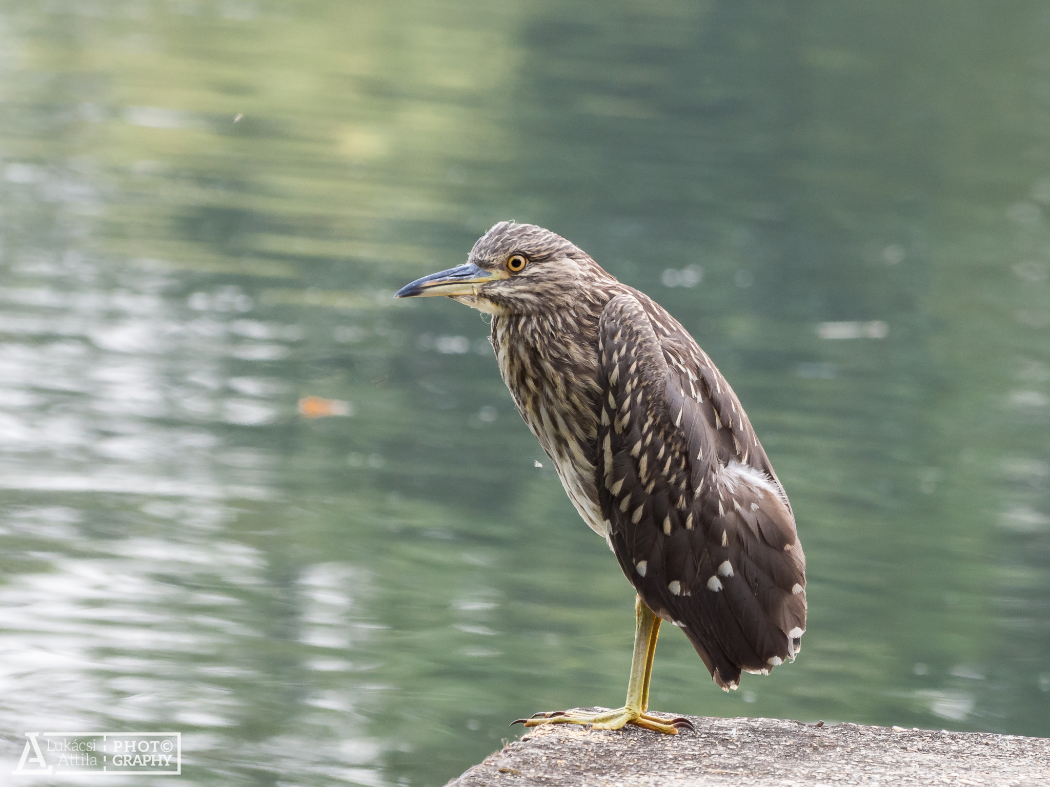 Olympus Zuiko Digital ED 70-300mm F4.0-5.6 sample photo. The brave young bird photography
