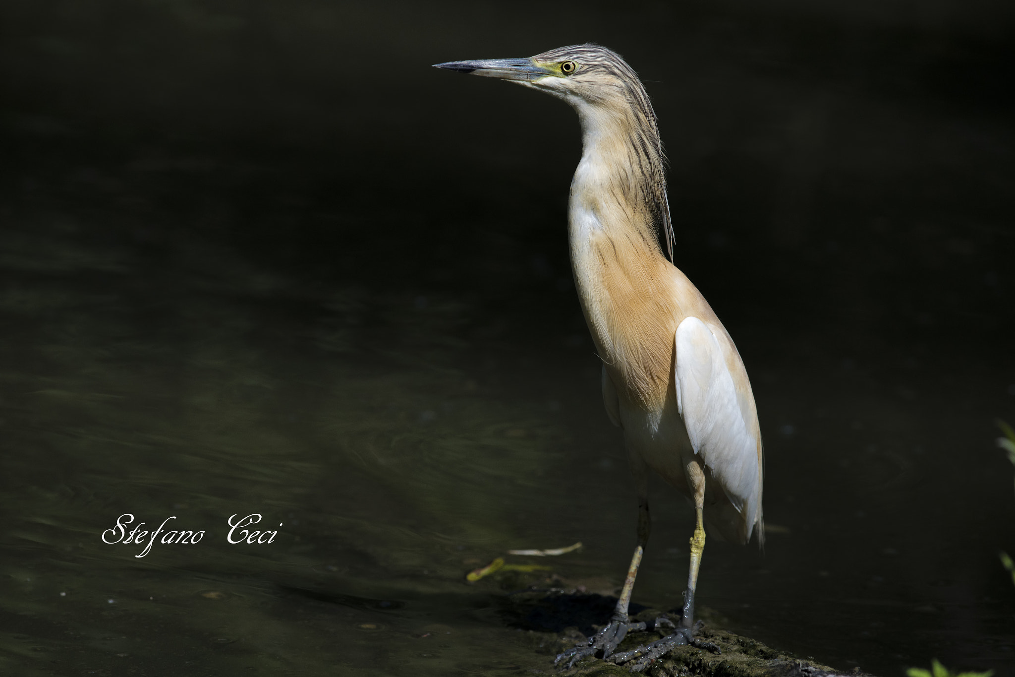 Nikon D750 + Nikon AF-S Nikkor 300mm F4D ED-IF sample photo. Sgarza photography