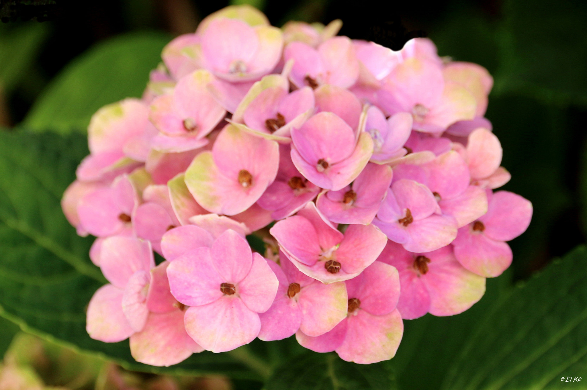 Canon EOS 70D + Canon EF-S 15-85mm F3.5-5.6 IS USM sample photo. Pink hydrangea photography