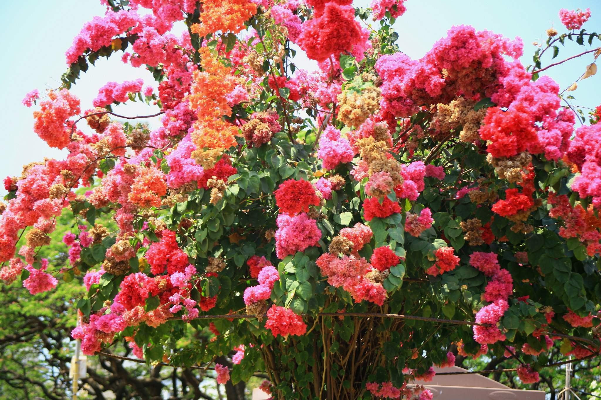 Canon EF 28-80mm f/3.5-5.6 sample photo. Bougainvillea photography