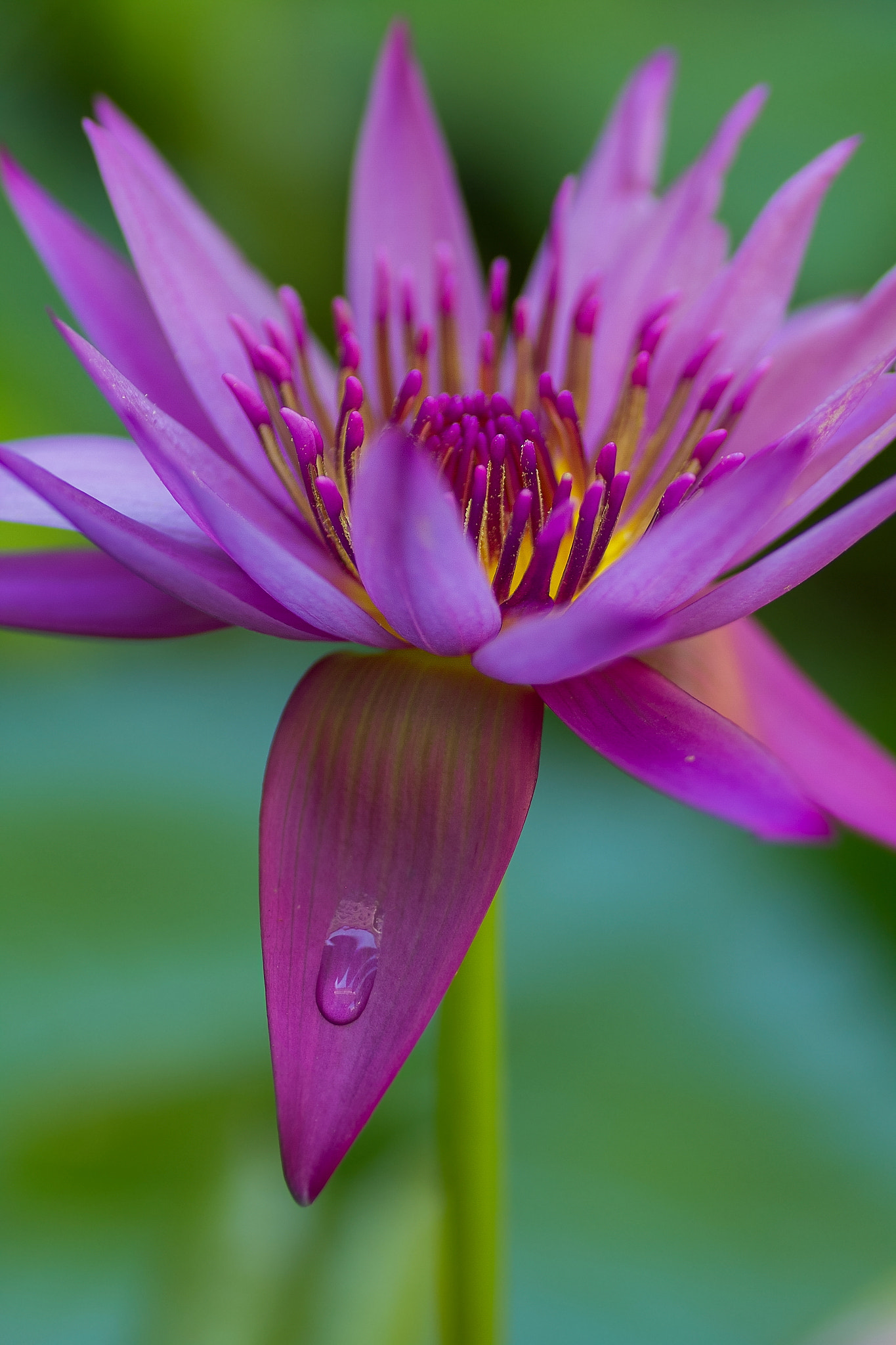 Canon EOS 7D + Tamron SP AF 90mm F2.8 Di Macro sample photo. Tropical water lily photography