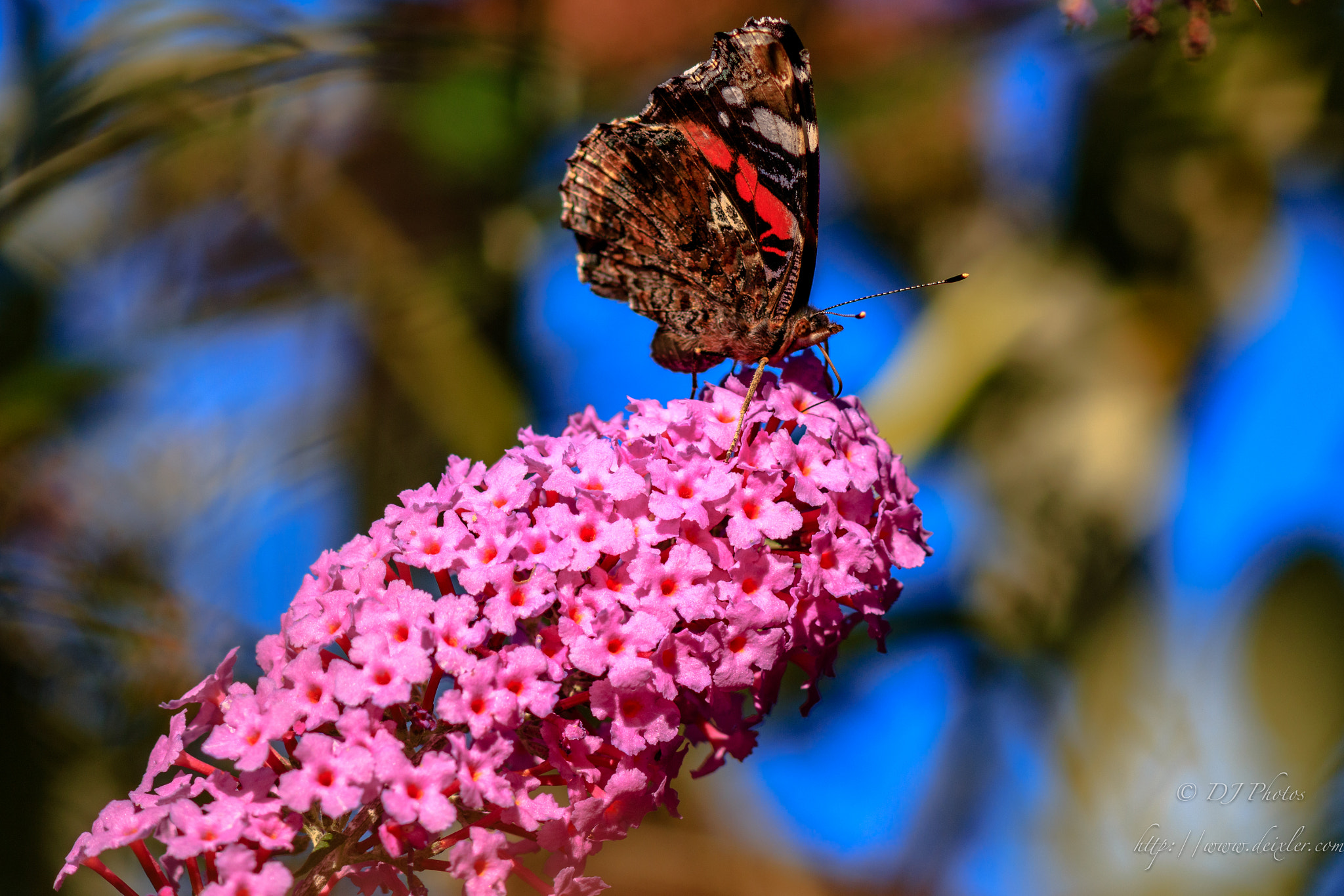 Canon EOS 70D + Canon EF 300mm F4L IS USM sample photo. Butterfly on a flower photography