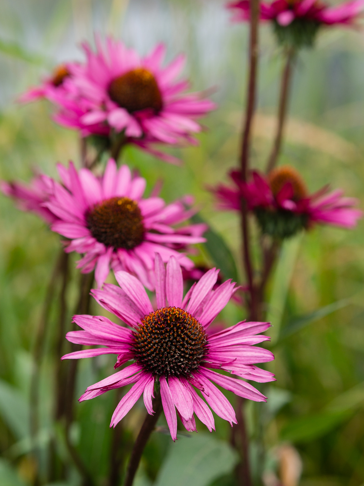 Olympus OM-D E-M5 + Olympus M.Zuiko Digital ED 75mm F1.8 sample photo. Pink flowers photography