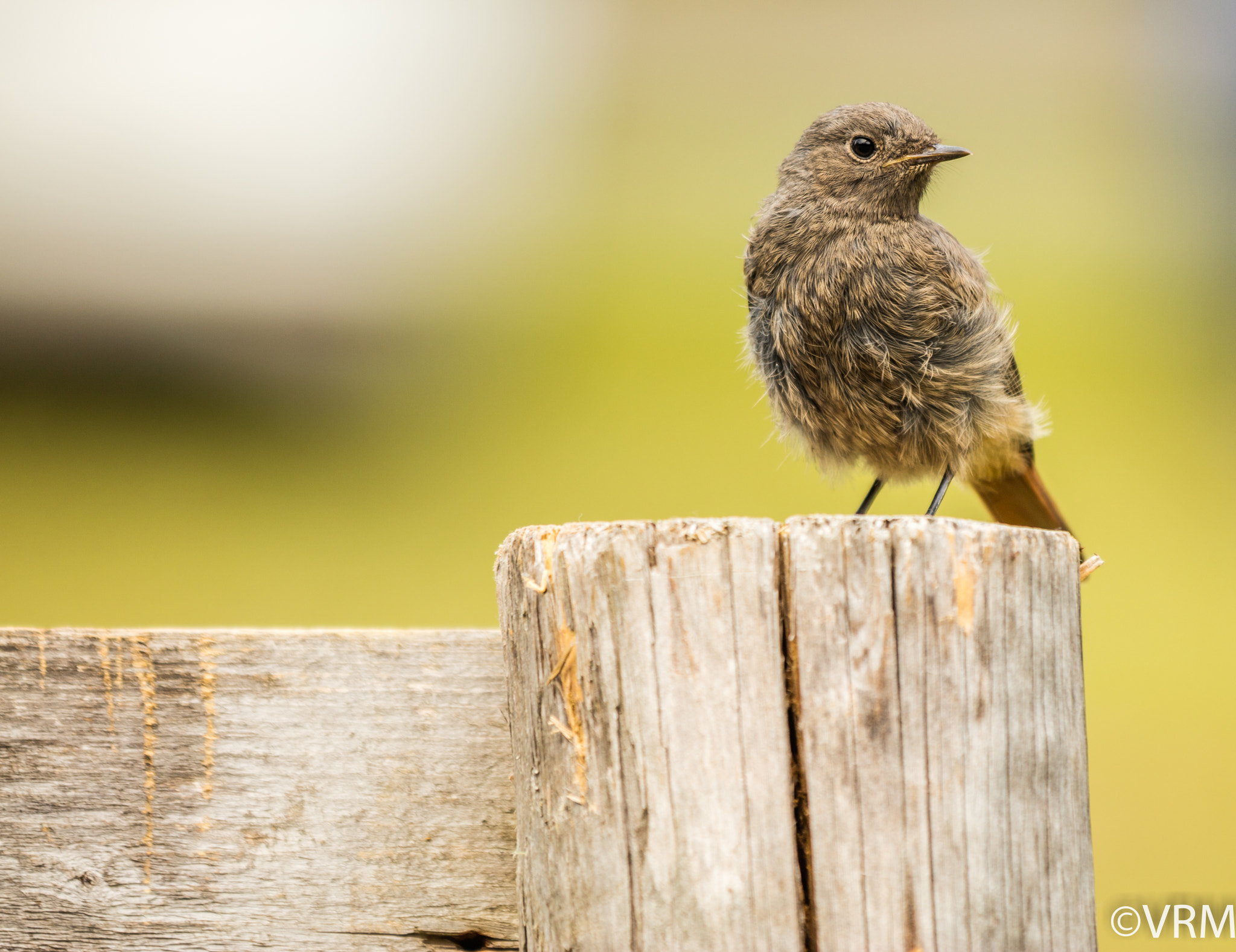 Canon EF 70-200mm F2.8L IS II USM sample photo. Bird photography