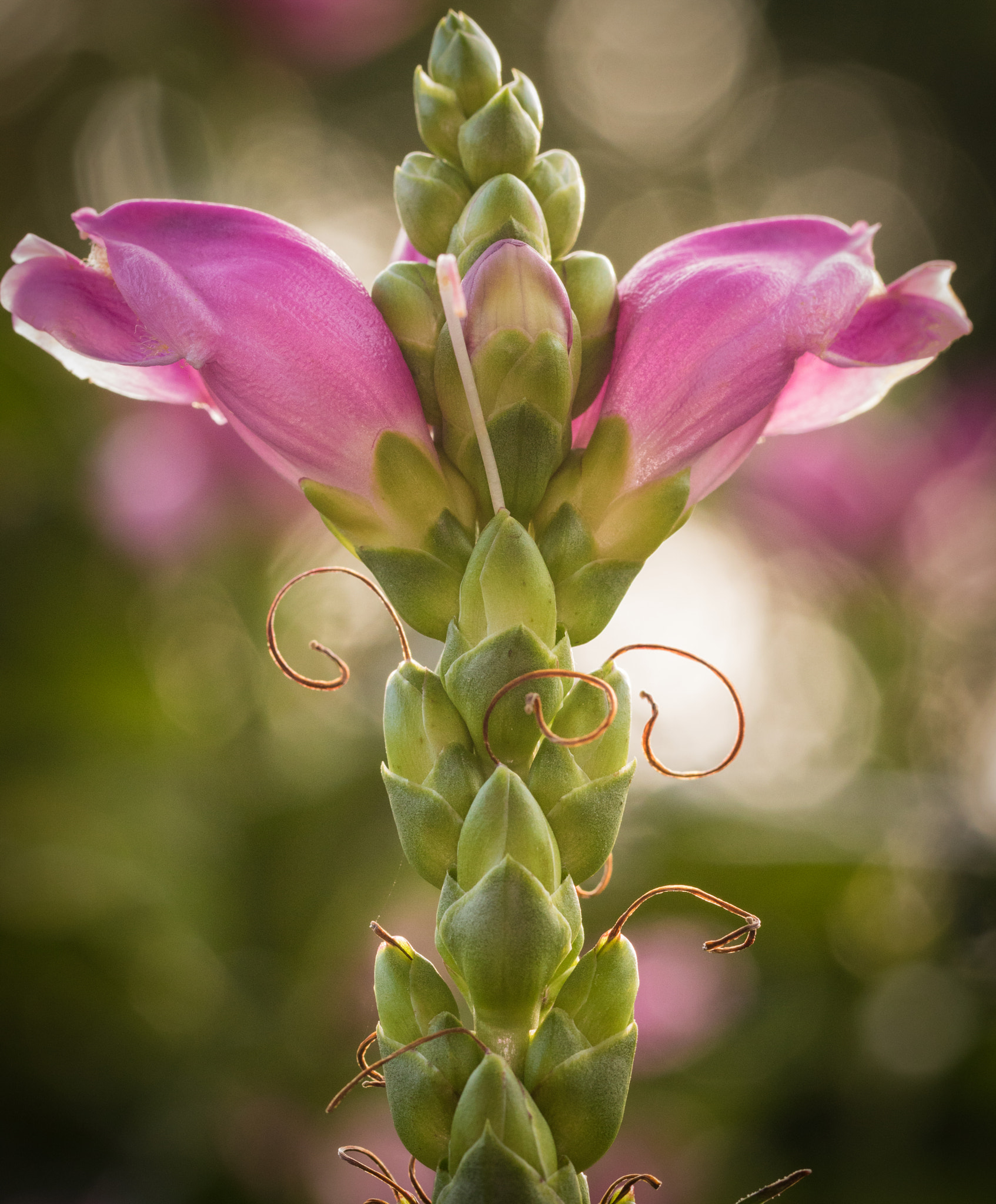 Canon EOS 760D (EOS Rebel T6s / EOS 8000D) sample photo. Stalk with blooms and buds photography