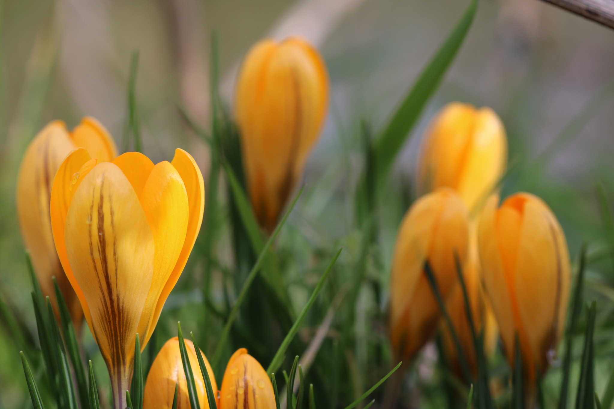 Canon EF 100mm F2.8 Macro USM sample photo. Flowers photography