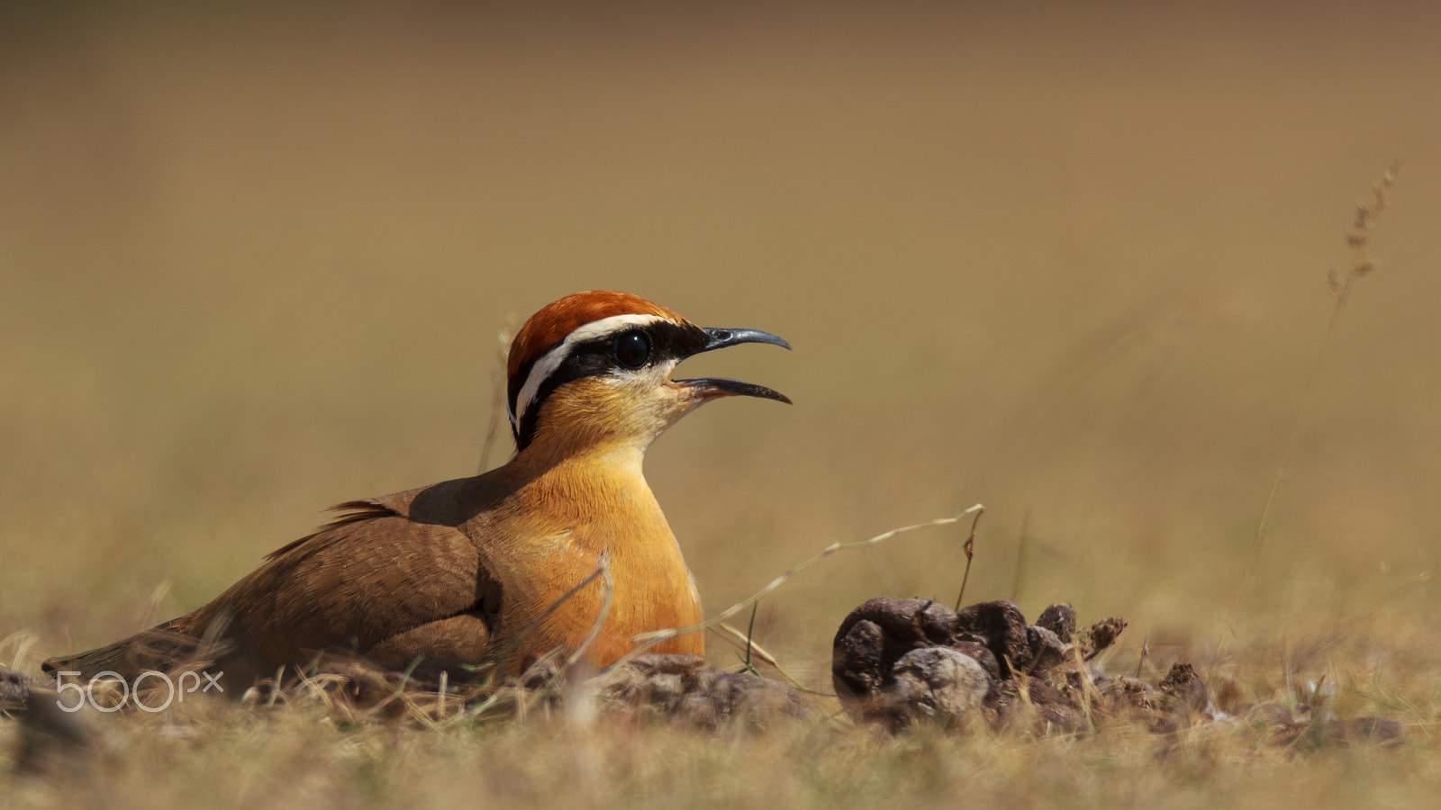Sigma 150-600mm F5-6.3 DG OS HSM | C sample photo. "i am tired of standing" photography