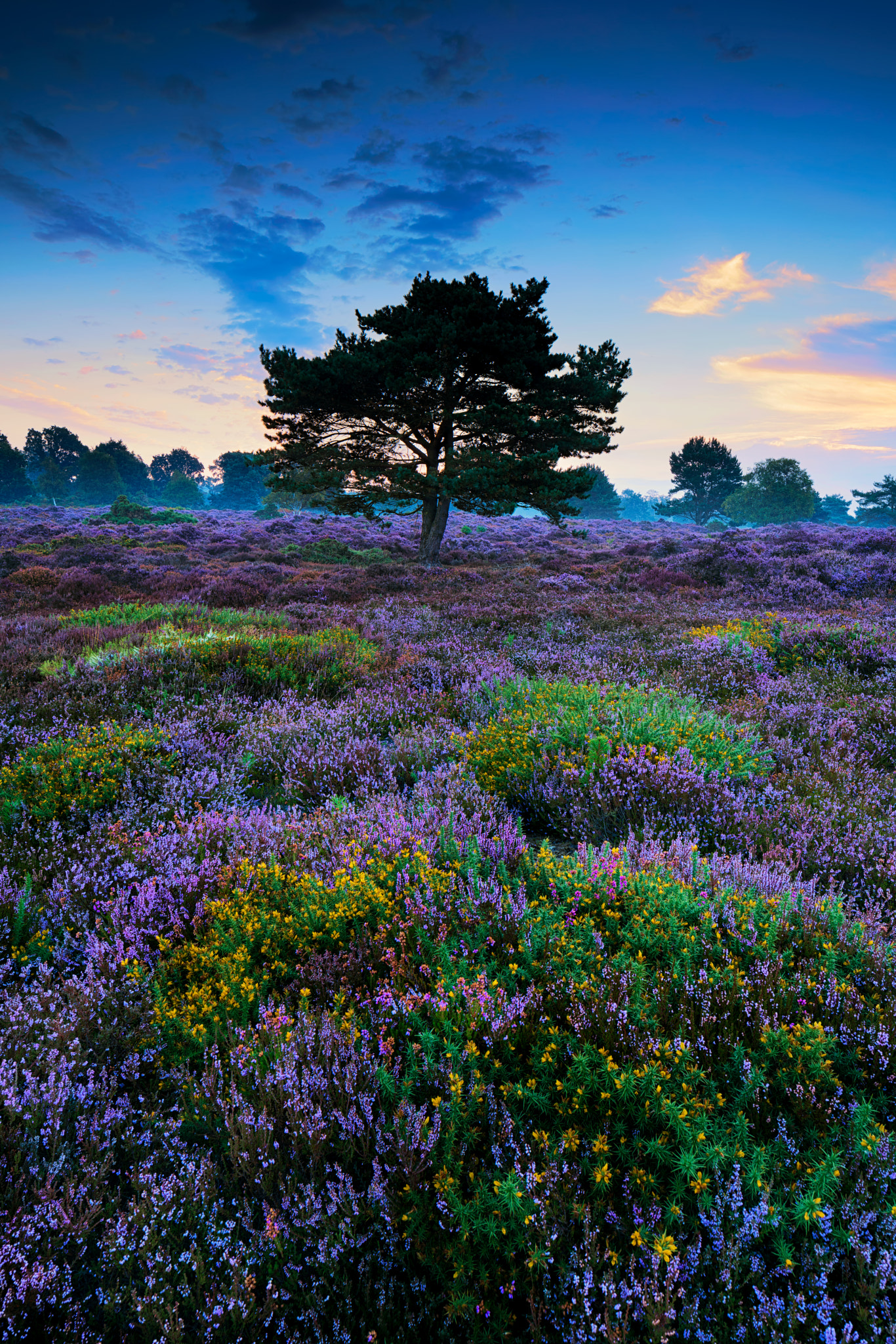Canon TS-E 24.0mm f/3.5 L II sample photo. Purple is the new you... photography