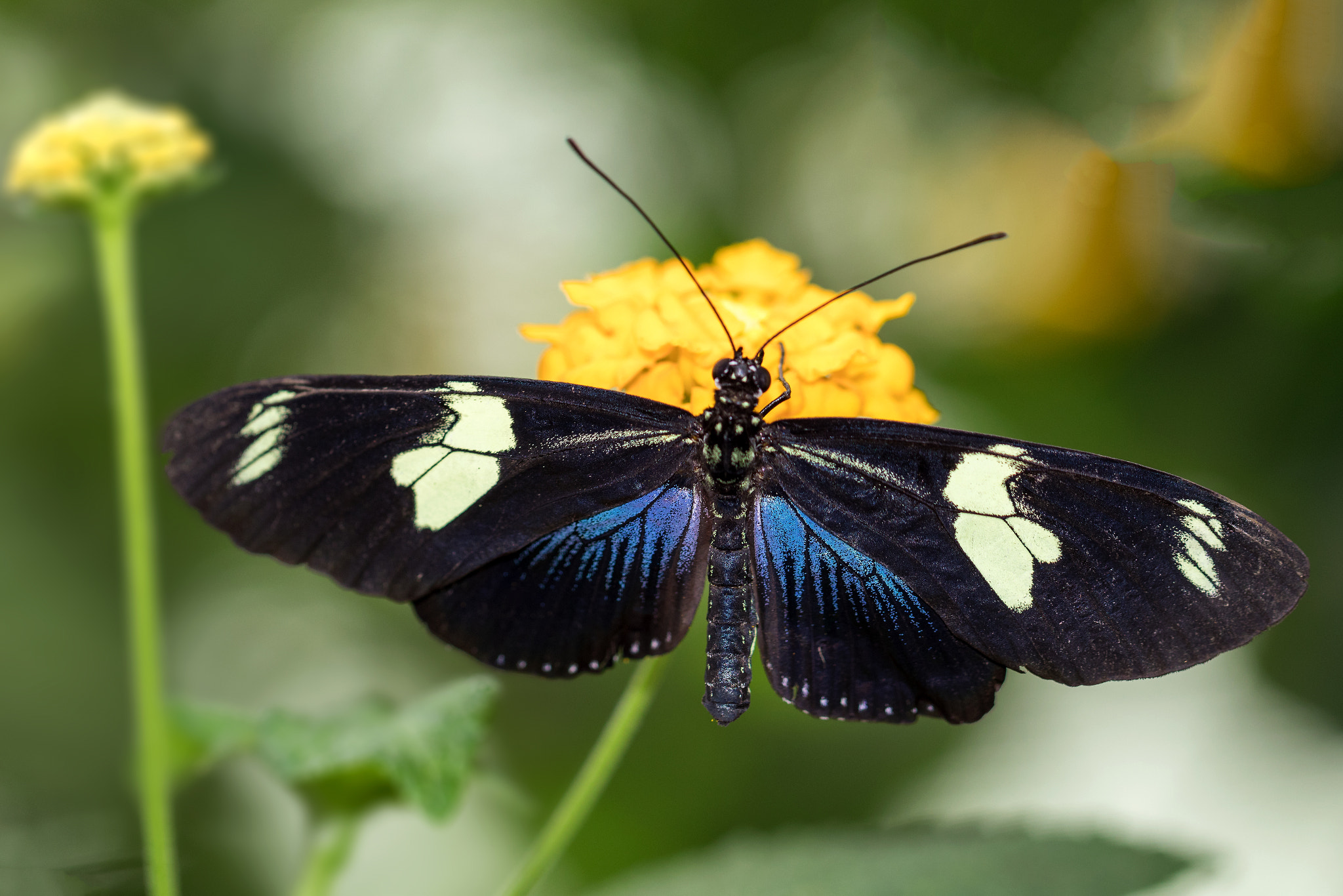 Canon EOS 80D + Canon EF 100mm F2.8L Macro IS USM sample photo. Schmetterling  photography