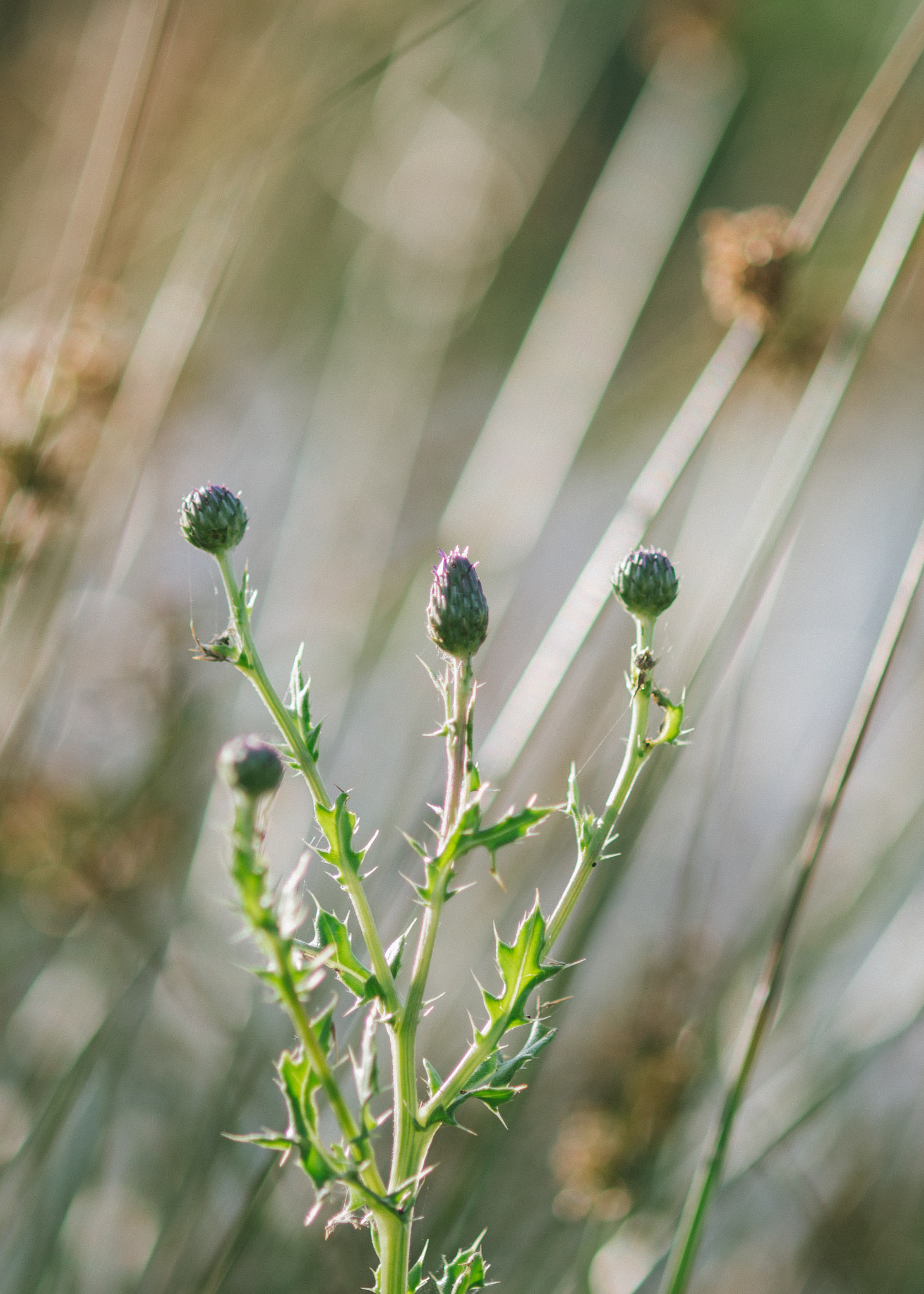 smc PENTAX-FA Macro 100mm F2.8 sample photo. Flowers and thorns photography