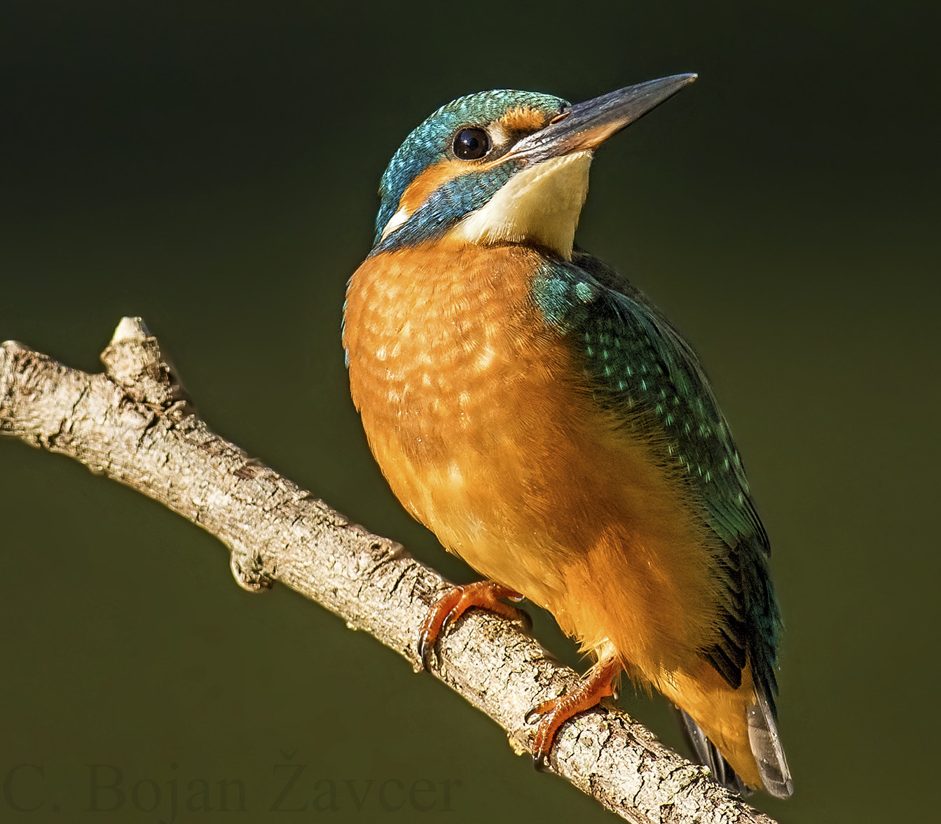 Canon EF 400mm f/2.8L sample photo. Kingfisher photography