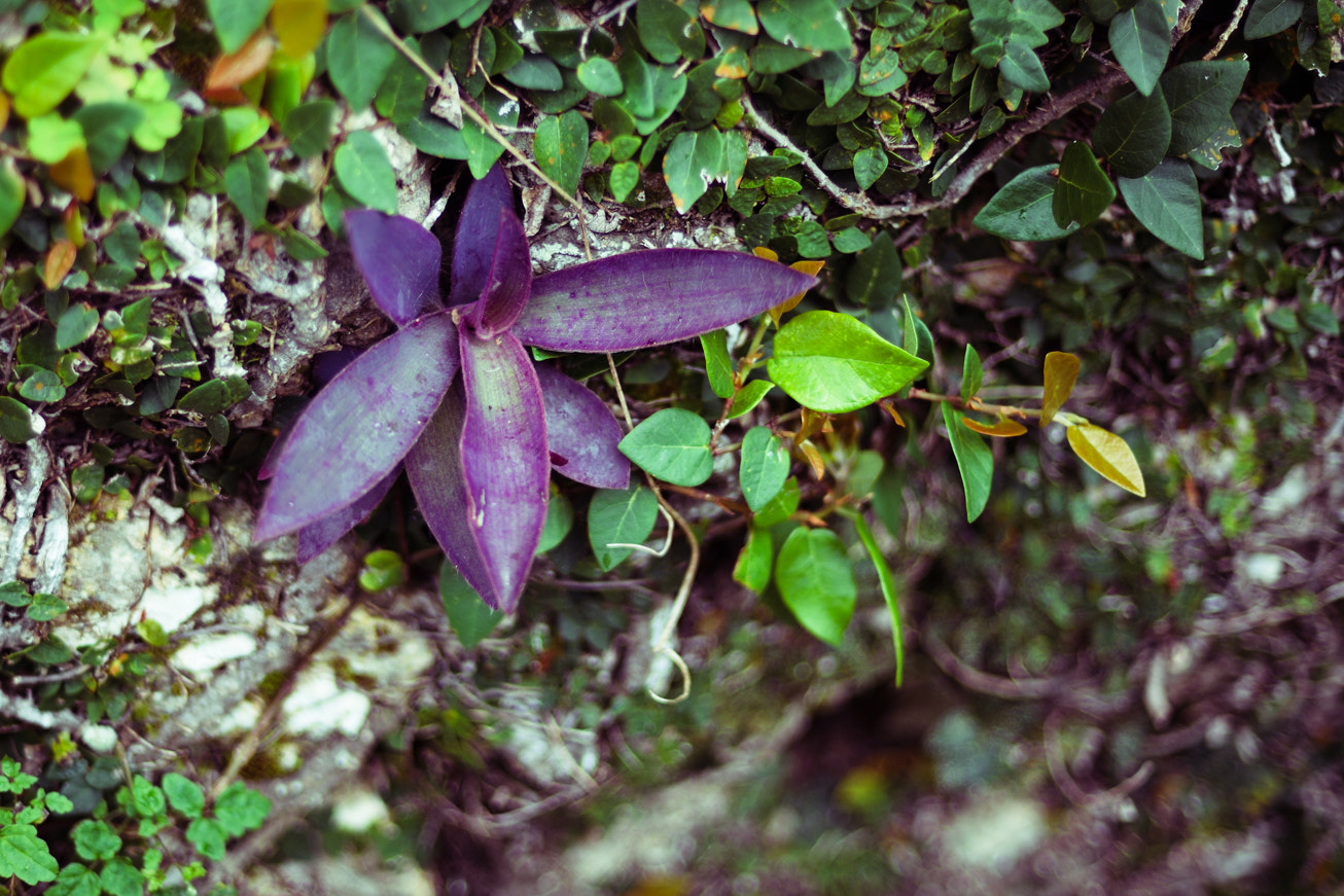 Nikon D5300 + AF Nikkor 50mm f/1.4 sample photo. Okinawan flower photography