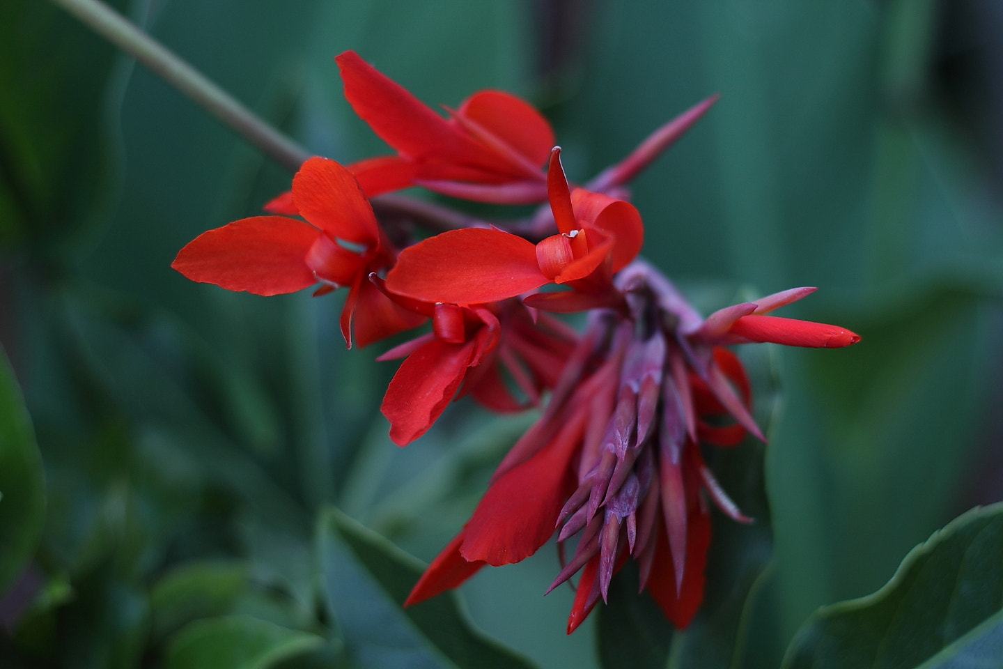 Canon EOS 7D + Canon EF 50mm F1.8 II sample photo. Canna indica photography