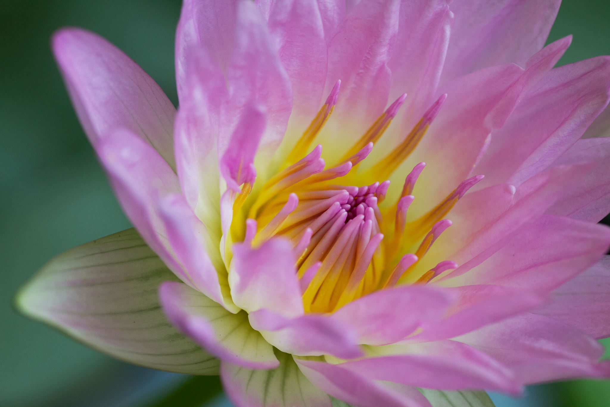 Canon EOS 7D + Tamron SP AF 90mm F2.8 Di Macro sample photo. Pink water lily photography