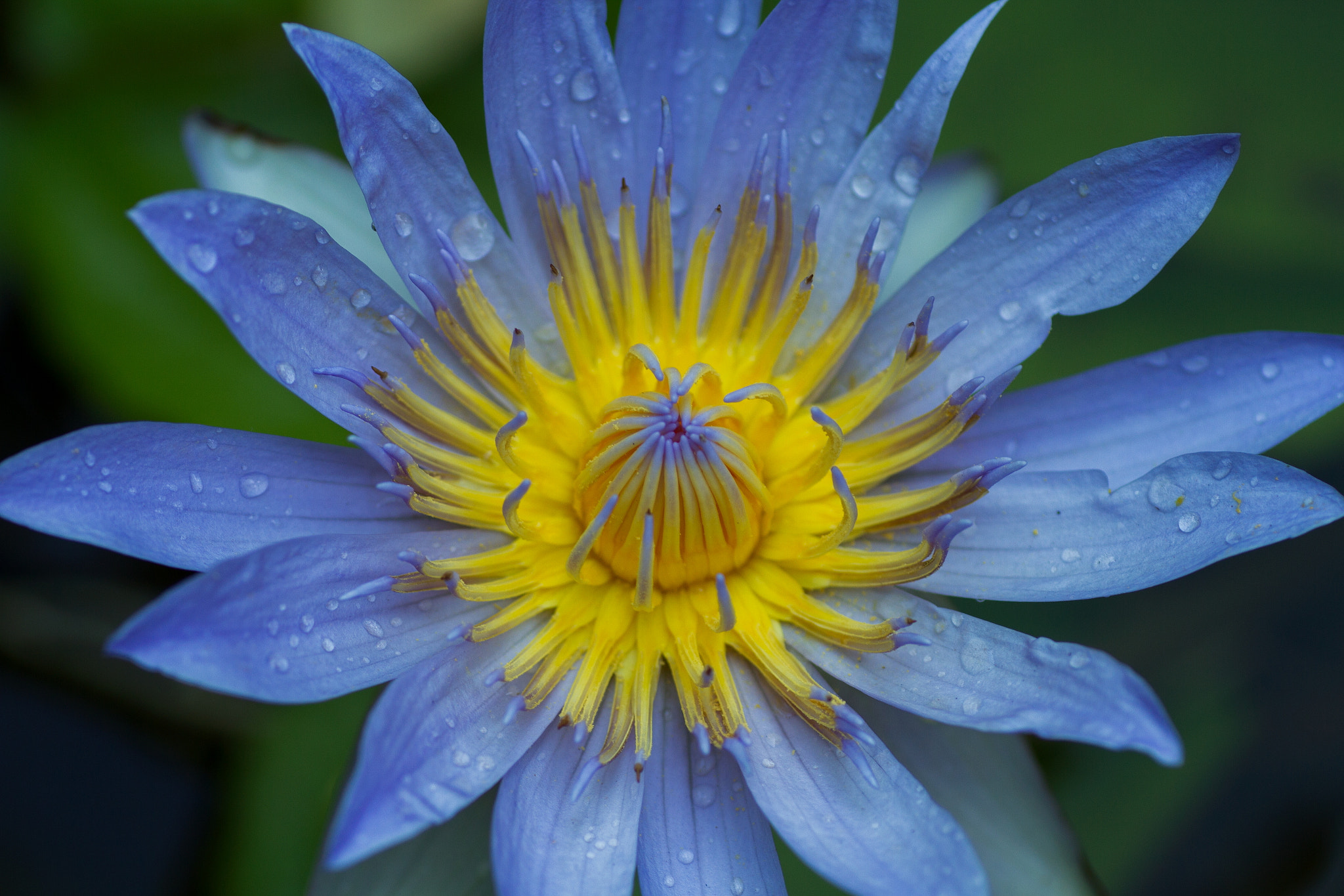 Canon EOS 7D + Tamron SP AF 90mm F2.8 Di Macro sample photo. Tropical water lily photography