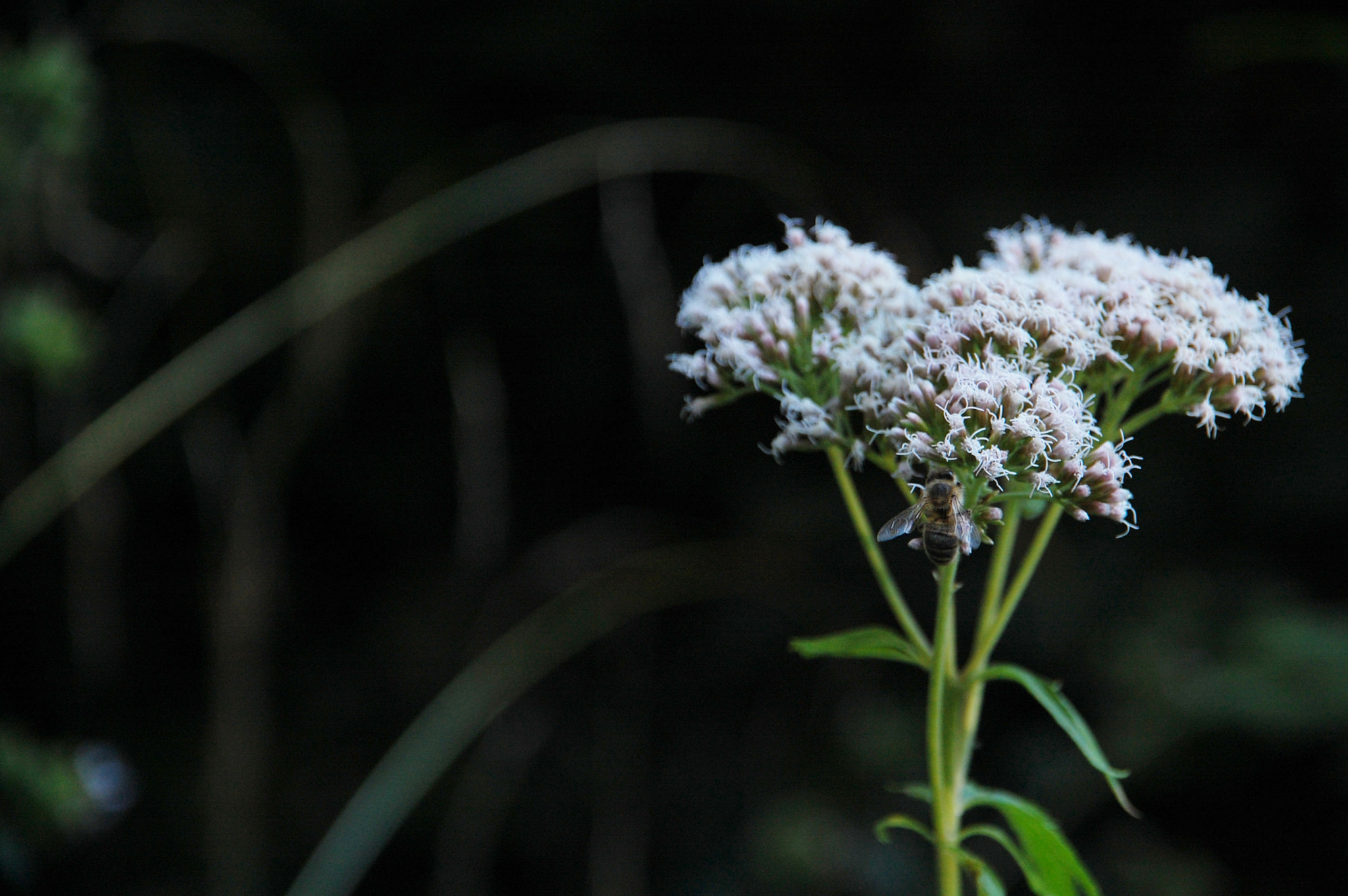 Nikon D40 + Sigma 18-200mm F3.5-6.3 DC sample photo. Flower photography