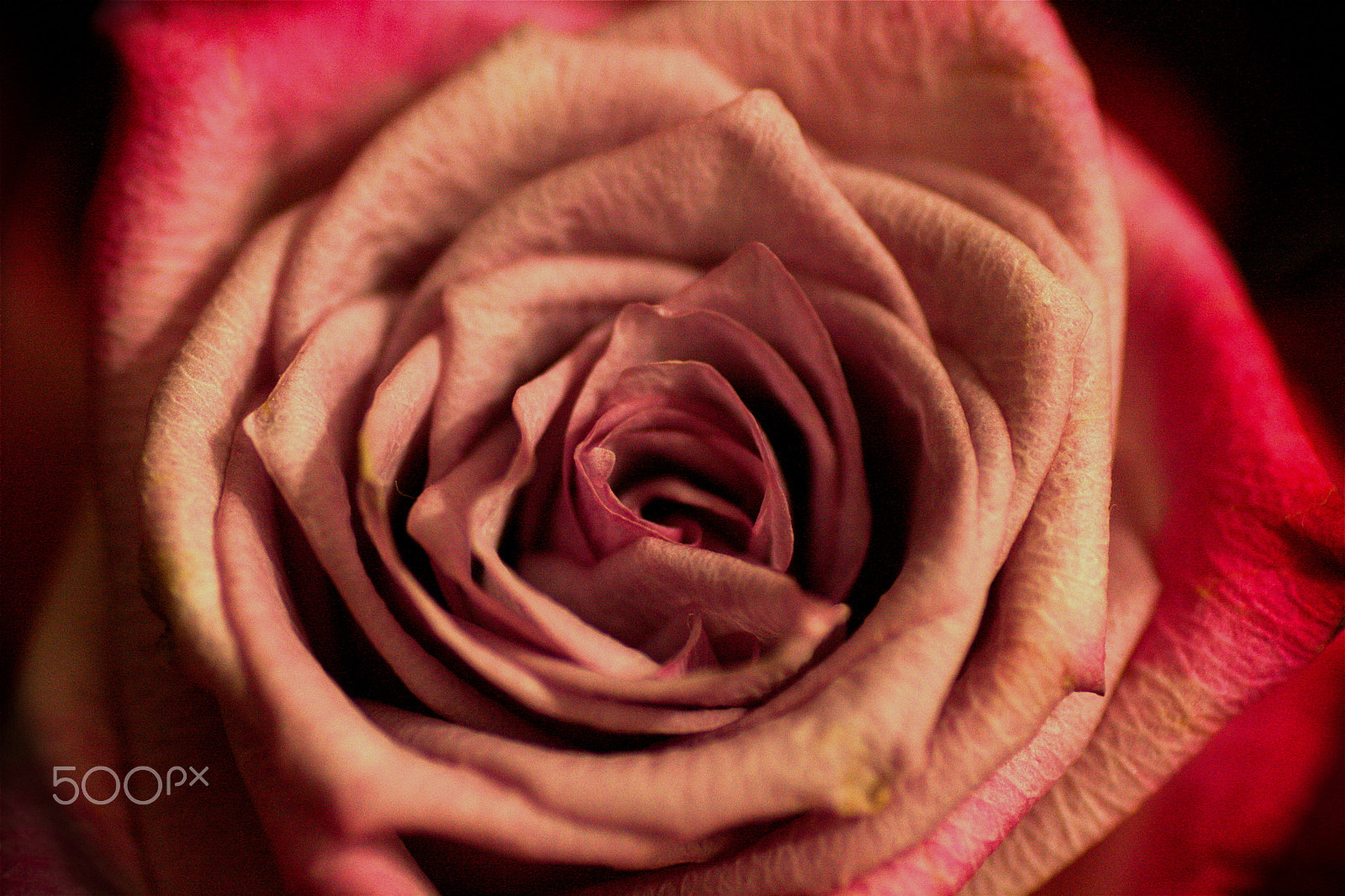 Tamron SP AF 90mm F2.8 Di Macro sample photo. Rose photography