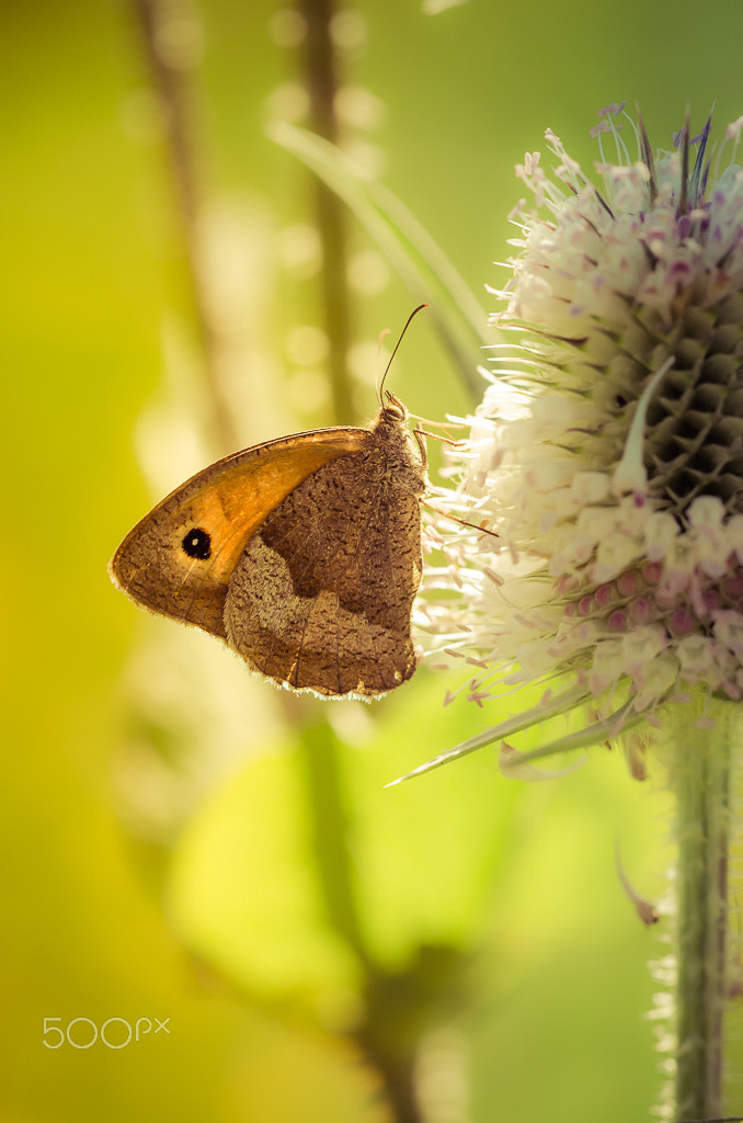 Nikon D7000 + Sigma 150mm F2.8 EX DG Macro HSM sample photo. A graceful butterfly photography