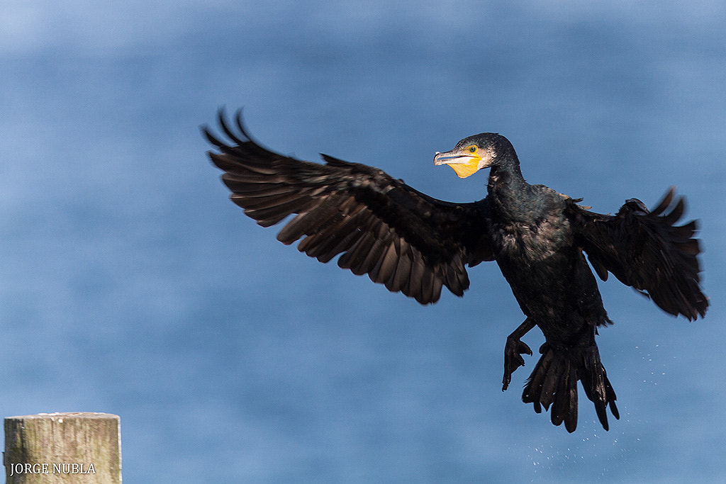 Canon EF 500mm F4L IS II USM sample photo. Cormorán grande (phalacrocorax carbo). photography
