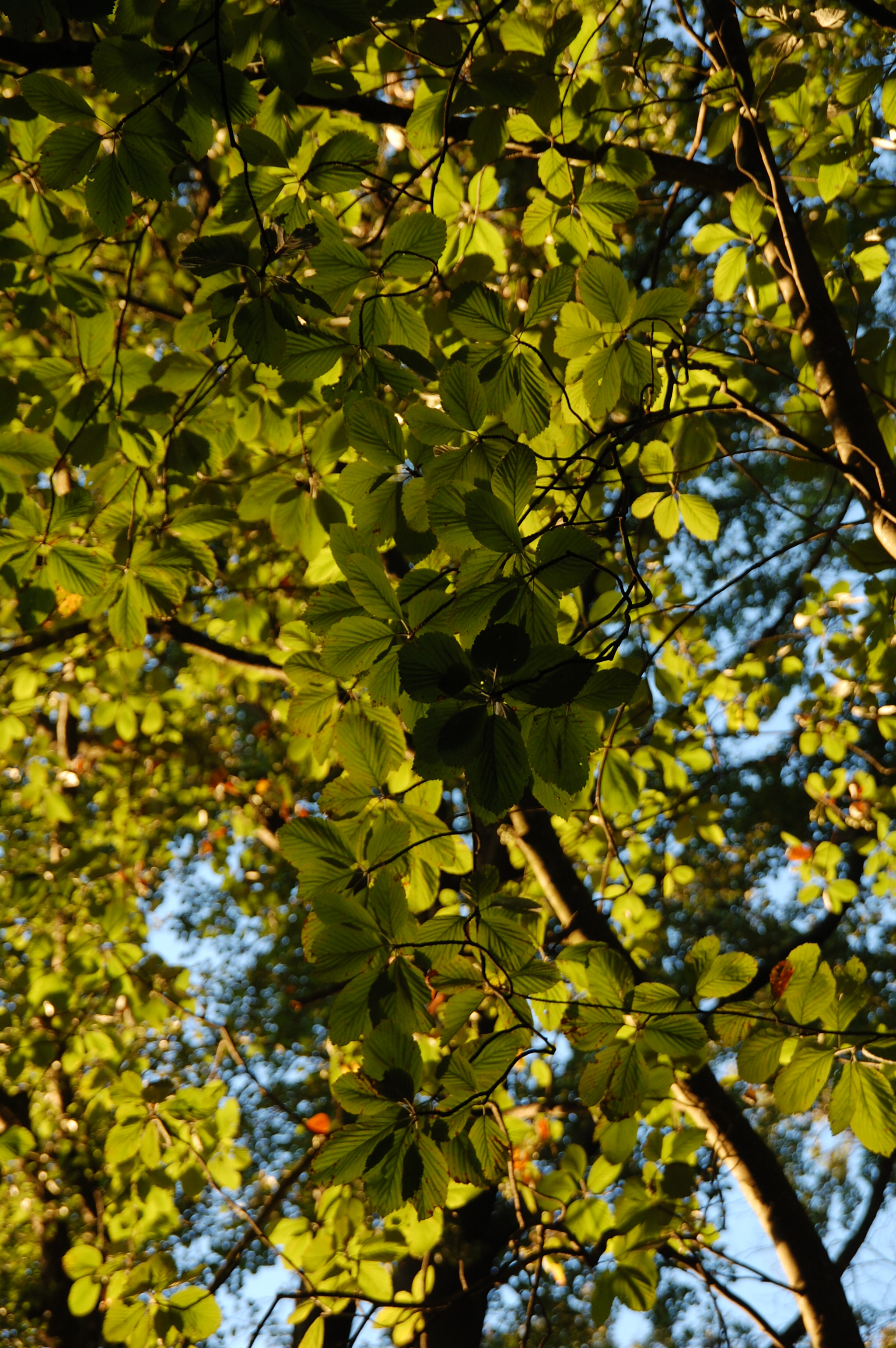Nikon D40 + Sigma 18-200mm F3.5-6.3 DC sample photo. Sunset in the leaves photography