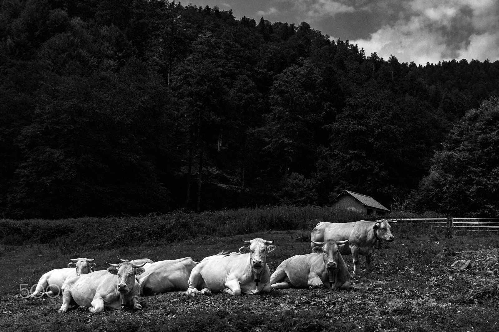 Pentax K-7 sample photo. At the nap time photography