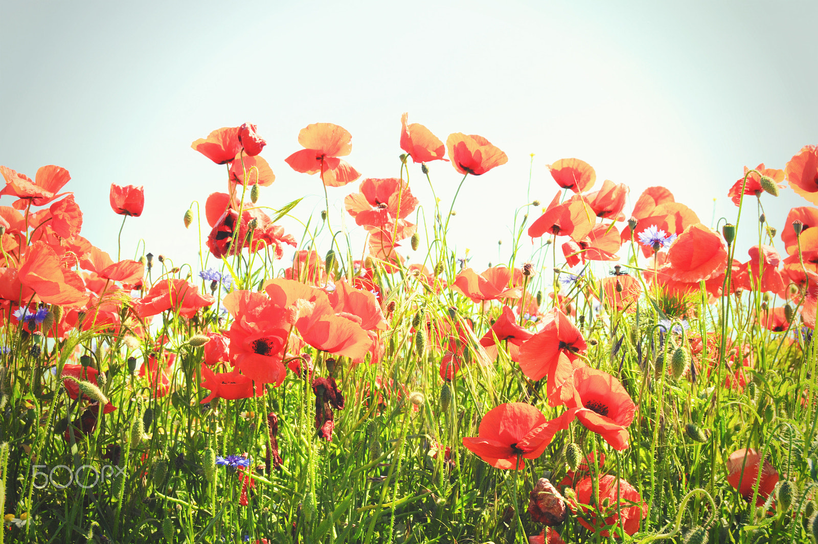 Nikon D300 sample photo. Red poppy field photography