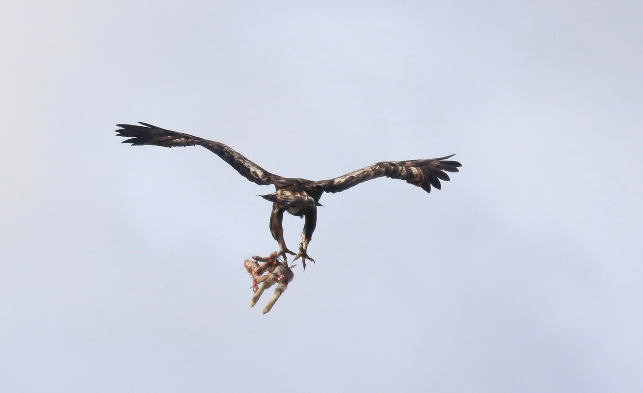 Canon EOS 7D Mark II + Canon EF 500mm f/4.5L sample photo. A photography