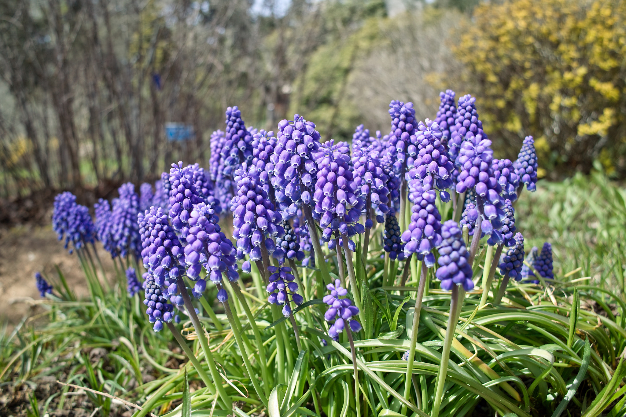 Sigma DP1s sample photo. Flowers photography