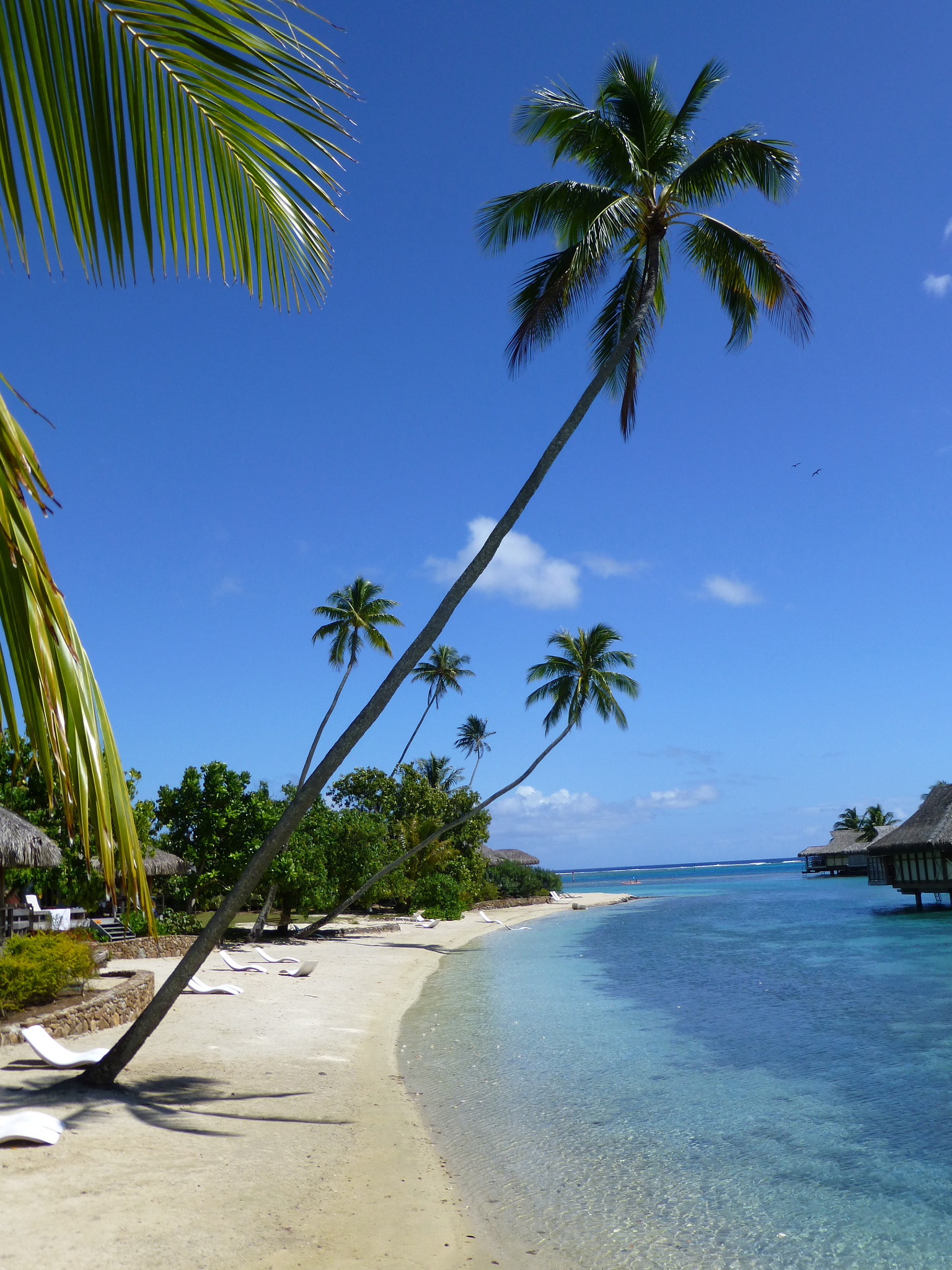 Panasonic DMC-ZS19 sample photo. Intercontinental moorea photography