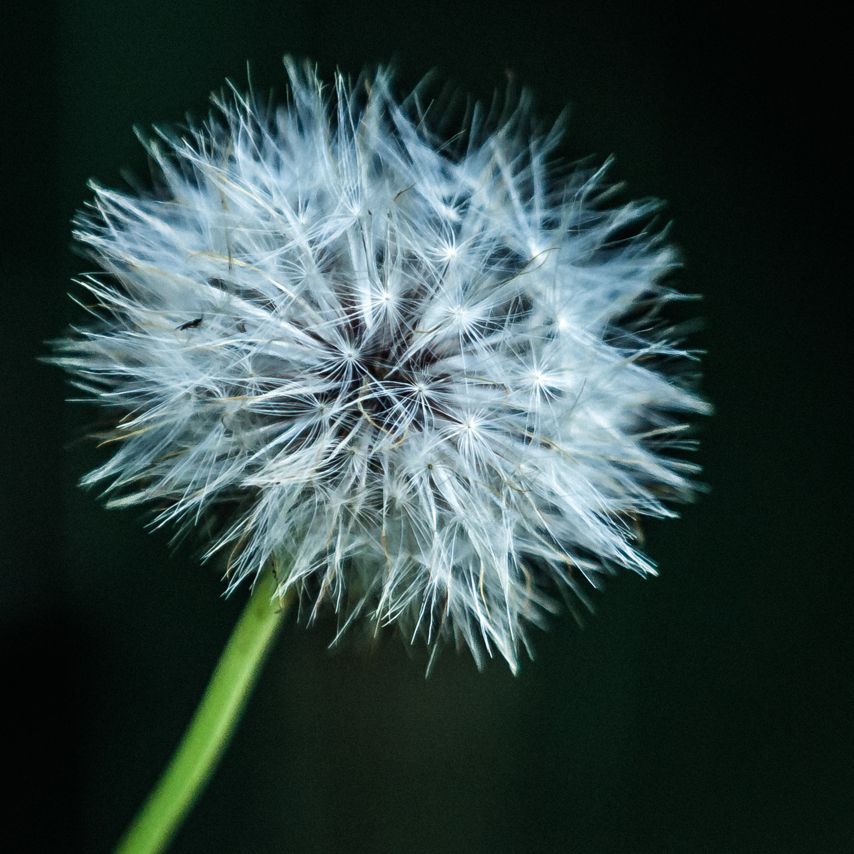 Canon EOS 40D sample photo. (of ) photography