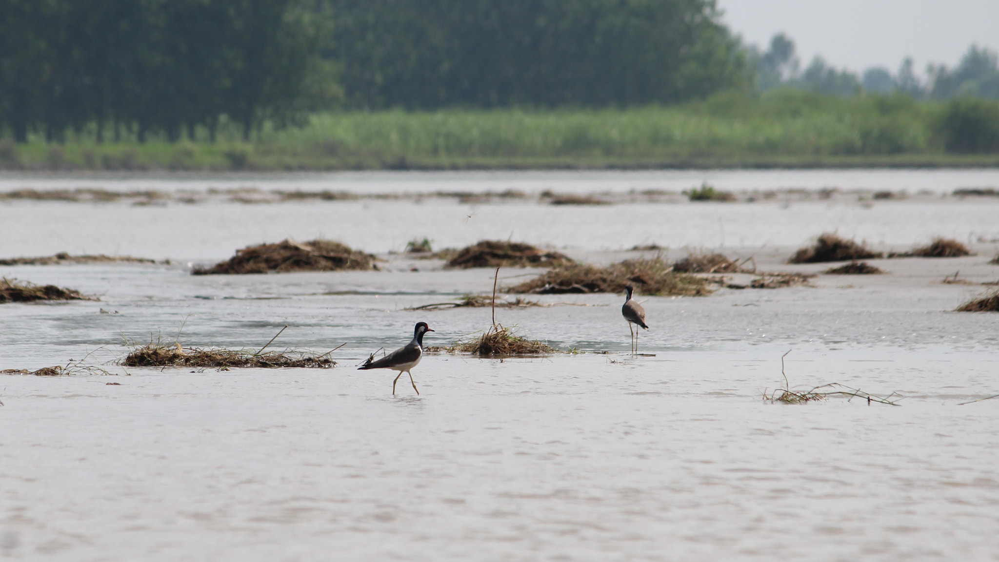 Canon EF-S 55-250mm F4-5.6 IS II sample photo. River ganges photography
