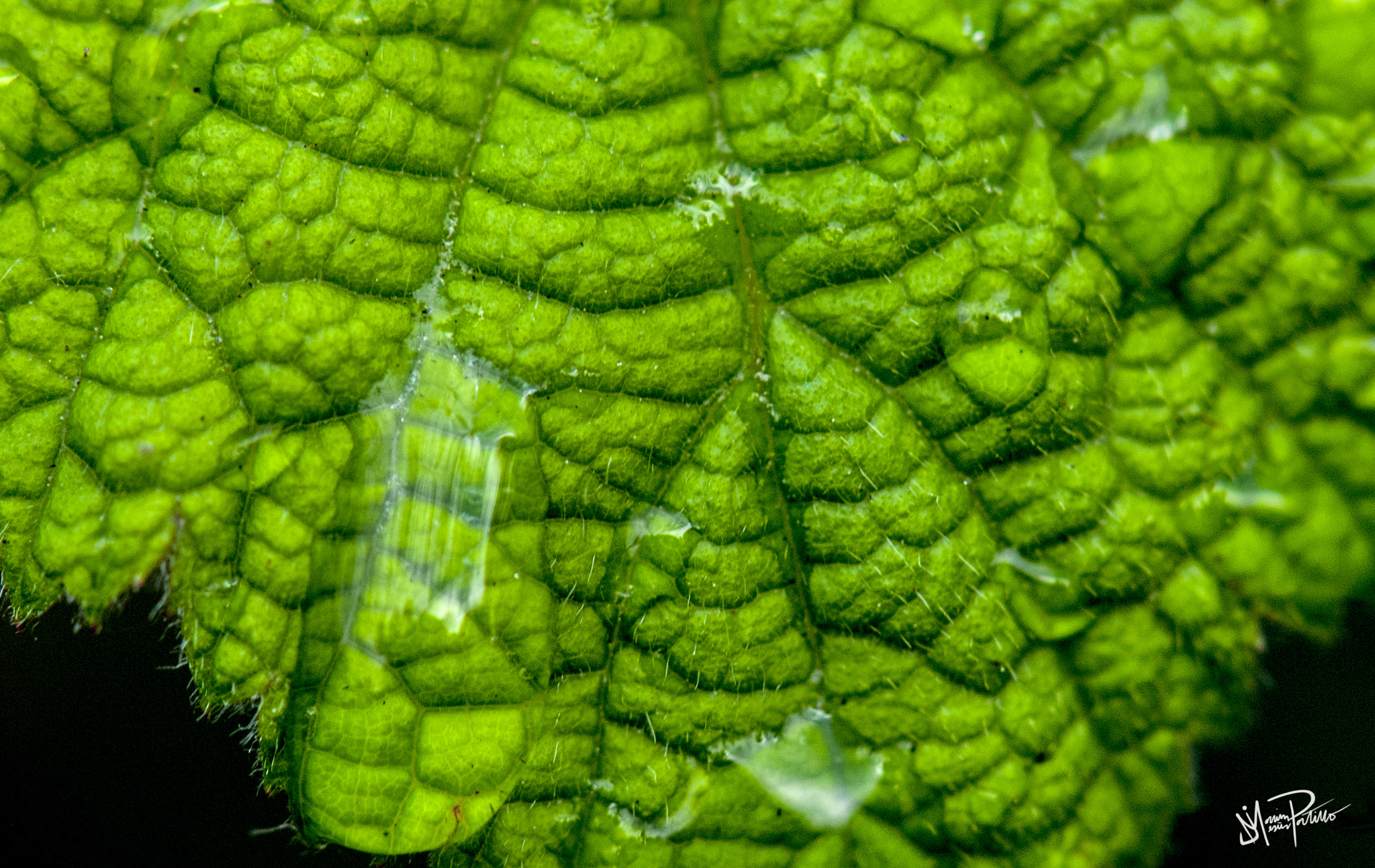 Nikon AF-S Micro-Nikkor 105mm F2.8G IF-ED VR sample photo