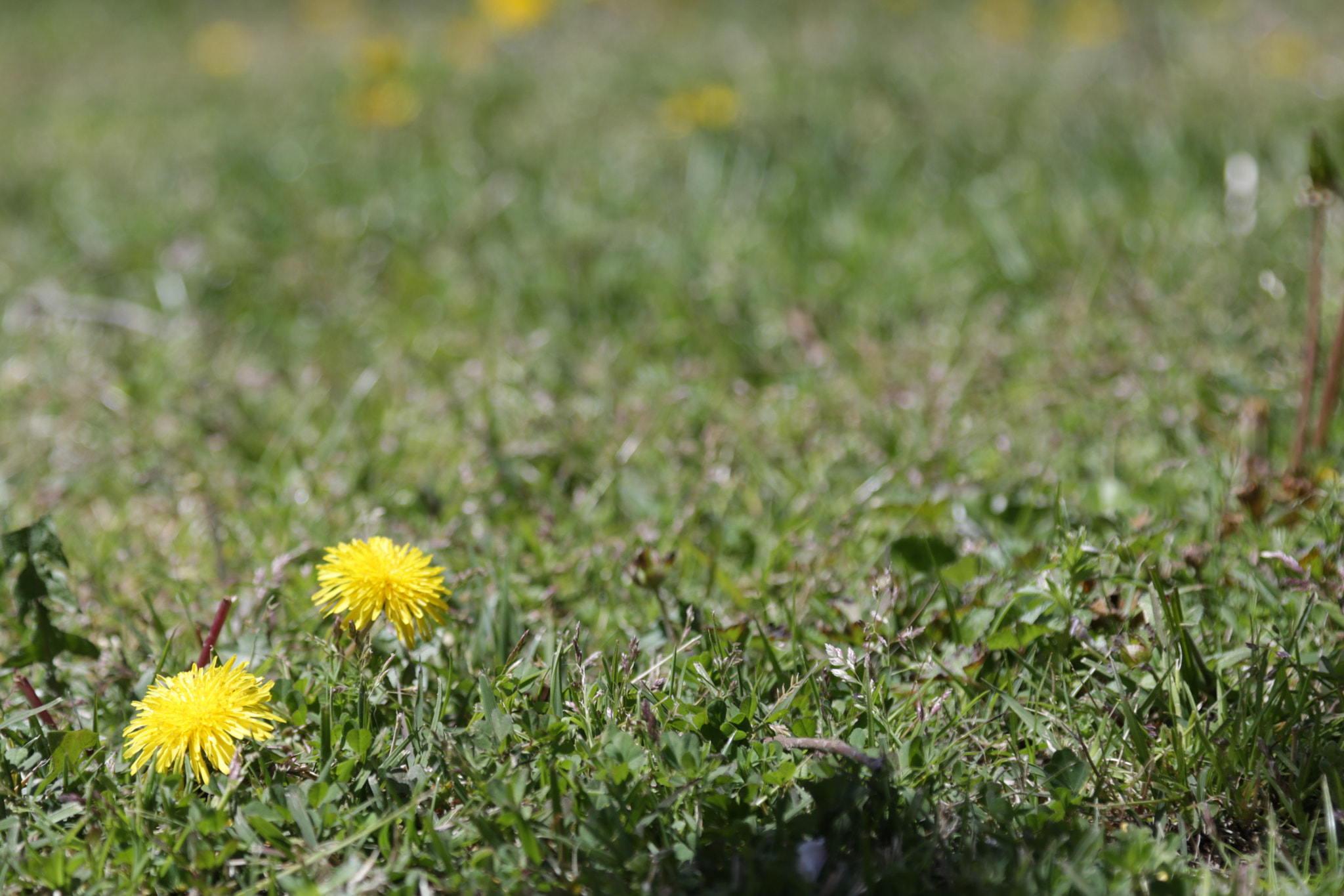 Canon EOS 760D (EOS Rebel T6s / EOS 8000D) sample photo. Depth of grassy field photography