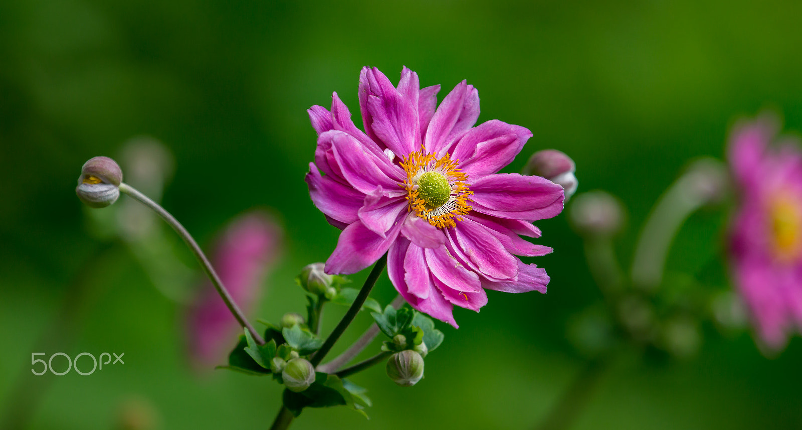 Canon EF 100-400mm F4.5-5.6L IS USM sample photo. My flower world photography