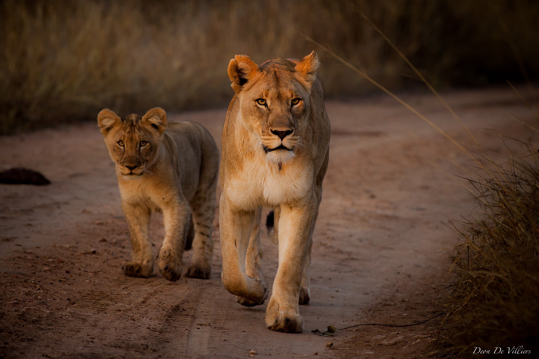 Canon EF 300mm f/2.8L sample photo. Taking the road photography