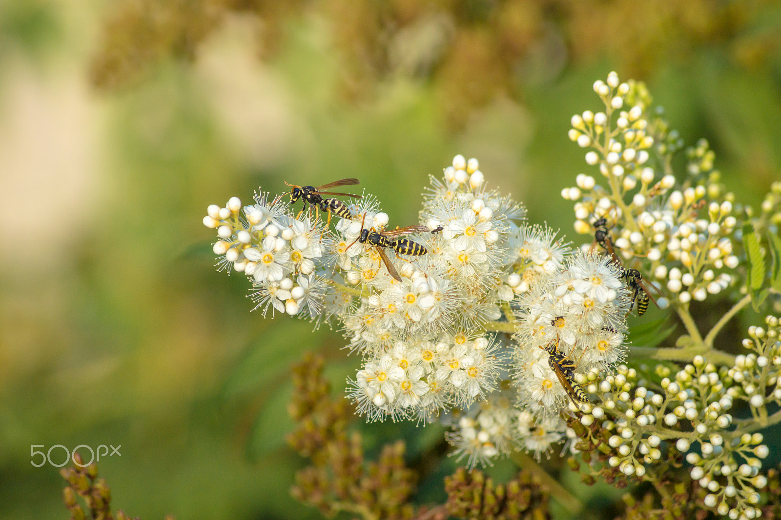 Tamron AF 55-200mm F4-5.6 Di II LD Macro sample photo. Banquet. photography