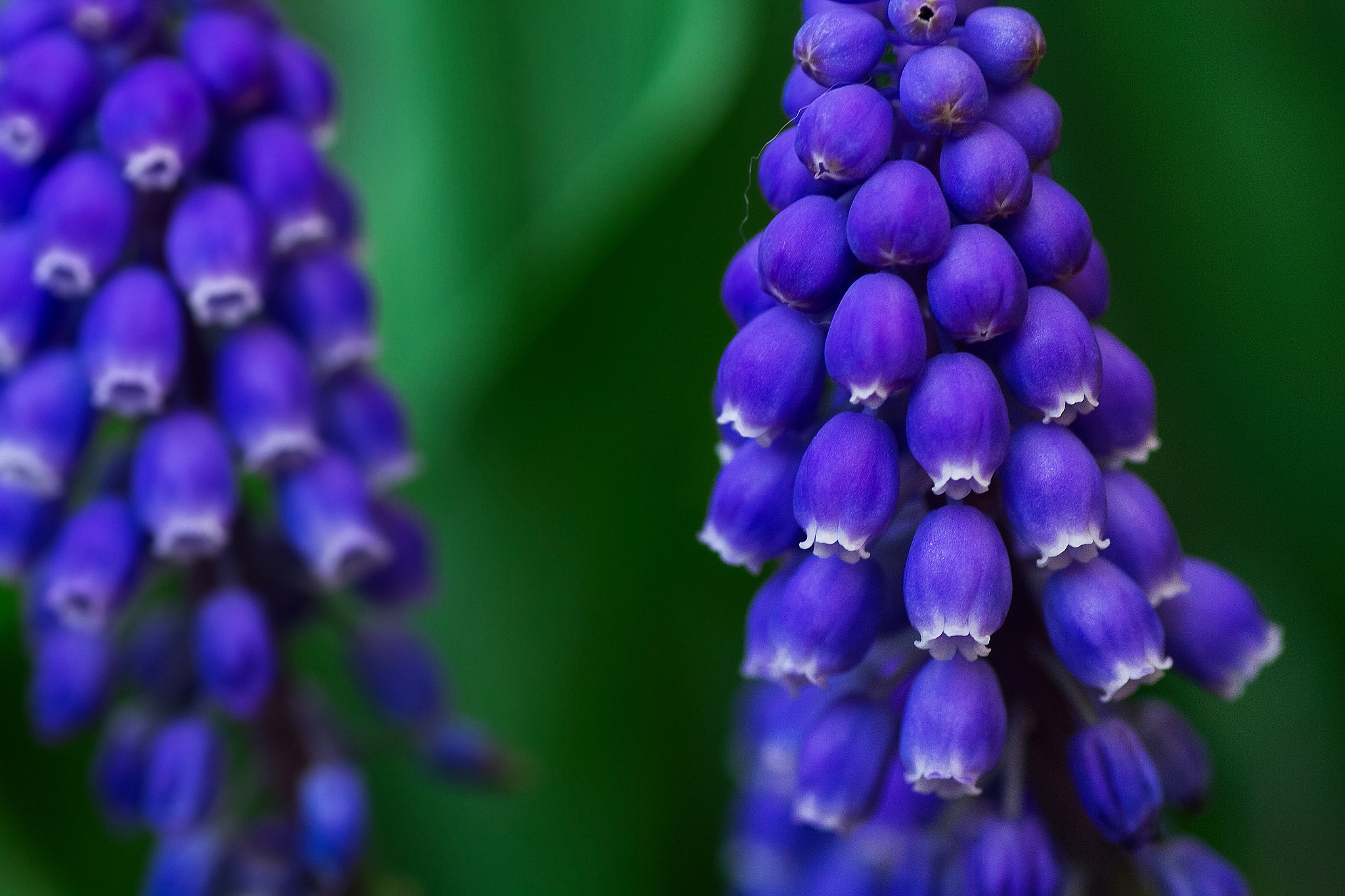 Canon EOS 7D + Tamron SP AF 90mm F2.8 Di Macro sample photo. Blue flowers photography