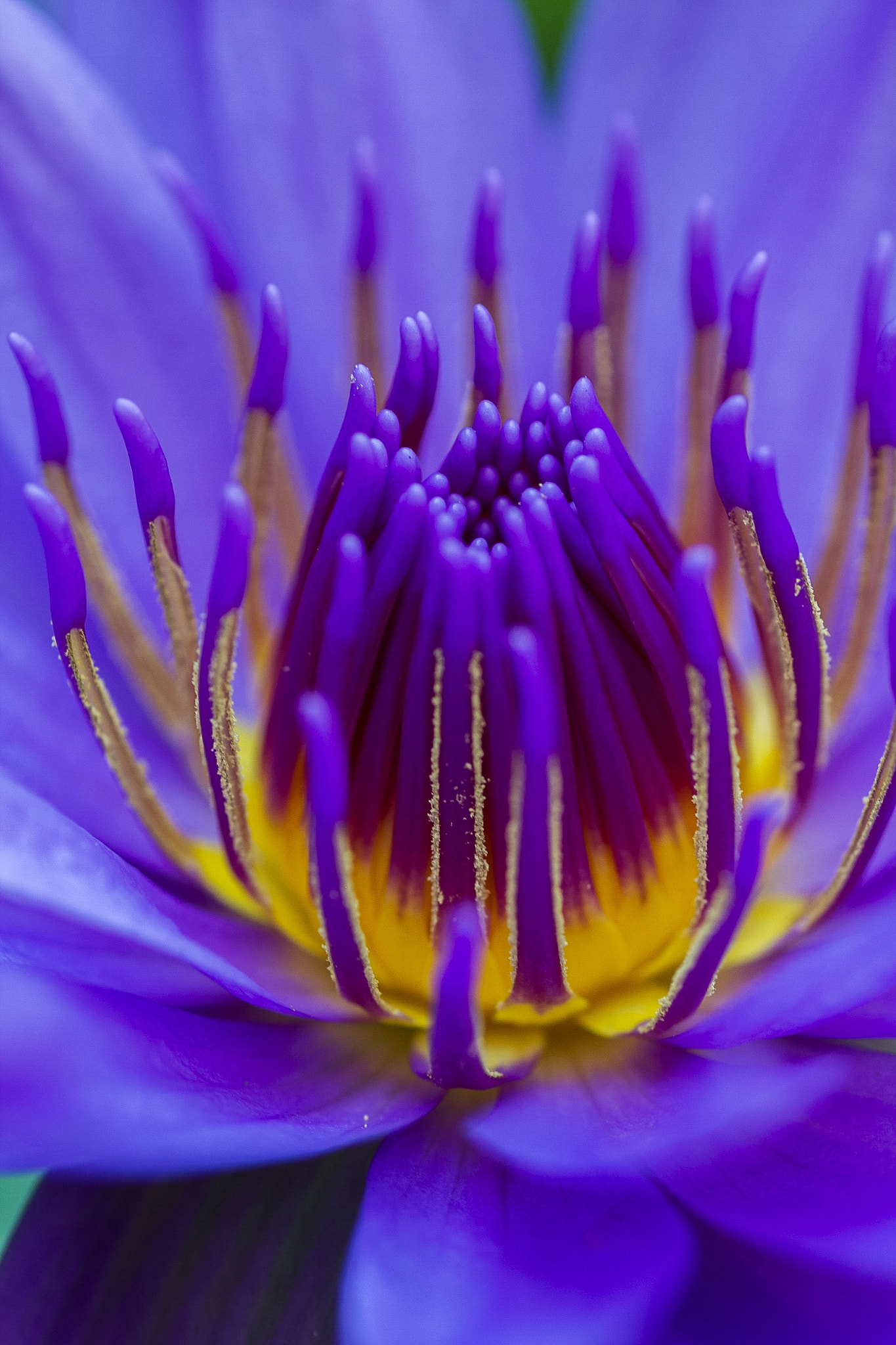 Canon EOS 7D + Tamron SP AF 90mm F2.8 Di Macro sample photo. Water lily photography
