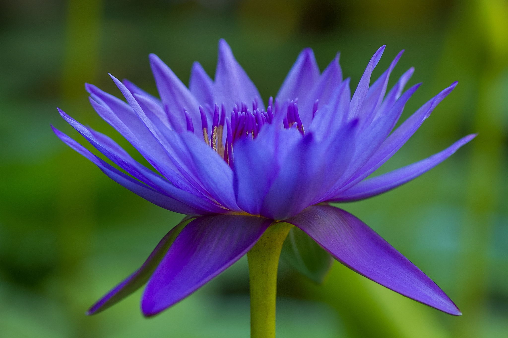 Canon EOS 7D + Tamron SP AF 90mm F2.8 Di Macro sample photo. Blue water lily photography