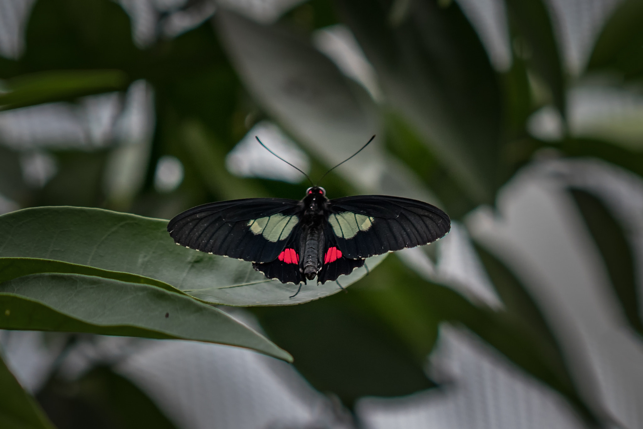 Canon EOS 80D + Canon EF 100mm F2.8L Macro IS USM sample photo. Motyl photography