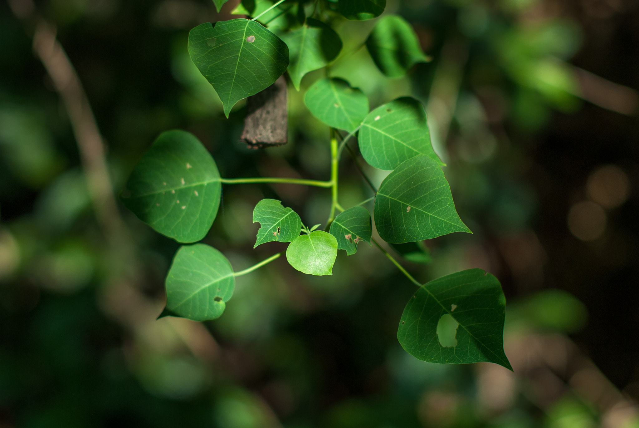 Nikon D200 sample photo. Leaf photography