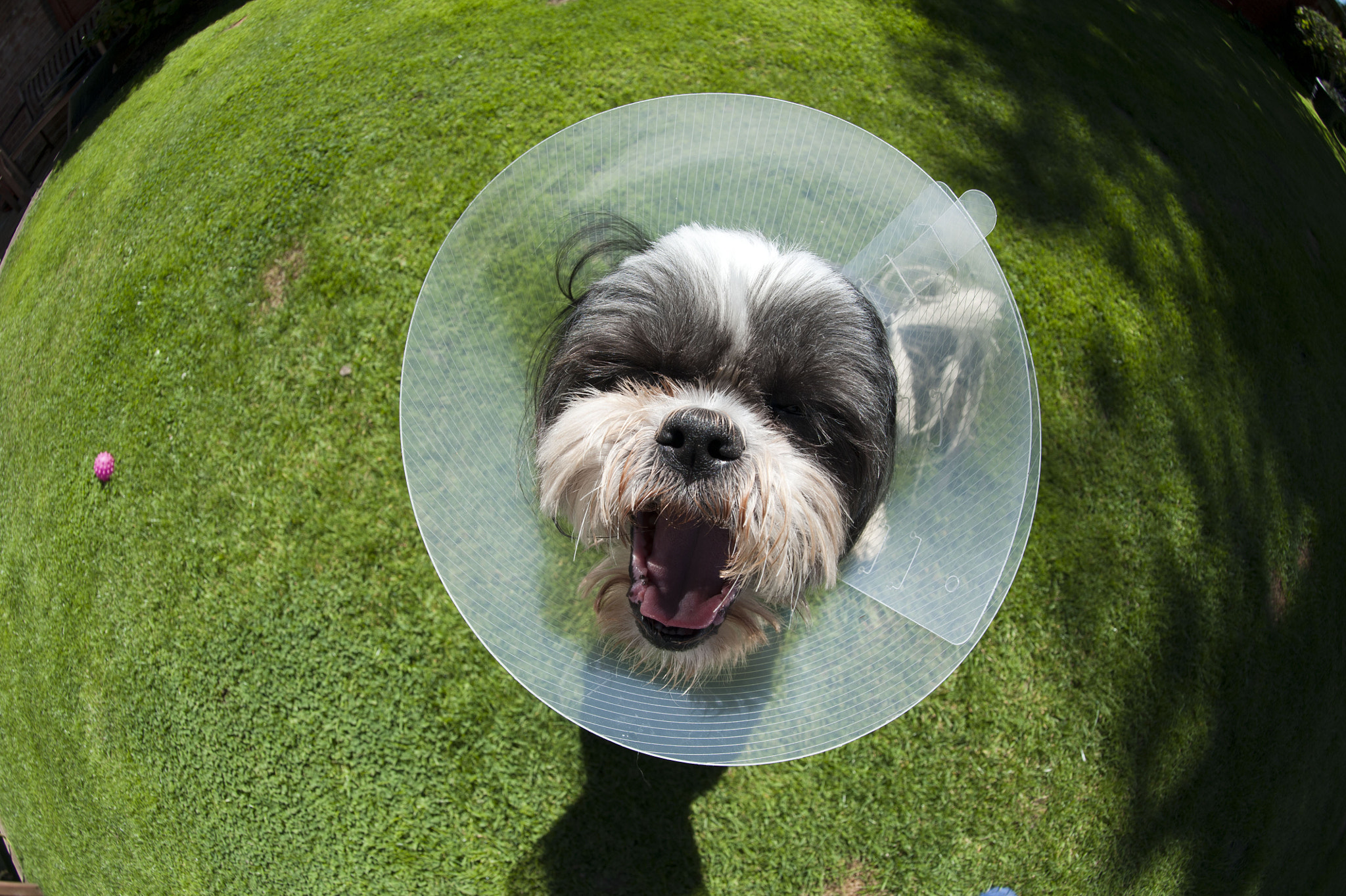 Nikon D700 + Nikon AF Fisheye-Nikkor 16mm F2.8D sample photo. It's a dogs life photography