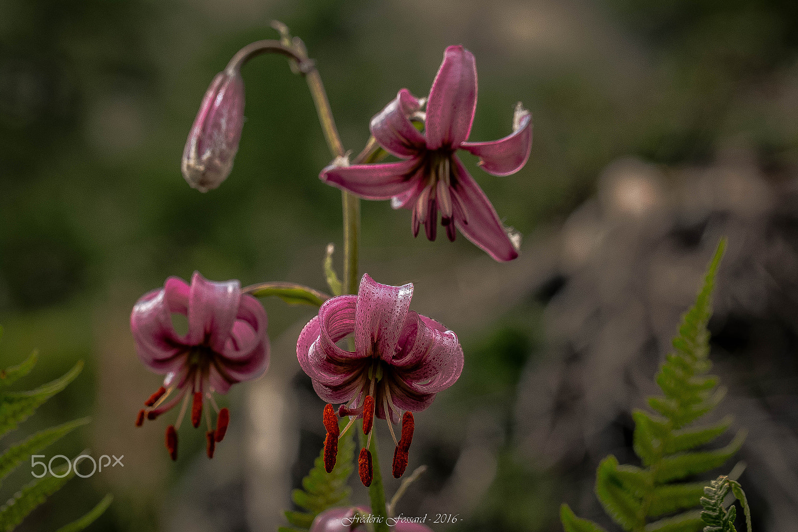 Canon EOS 70D + Tamron SP AF 60mm F2 Di II LD IF Macro sample photo. Stars des alpes photography