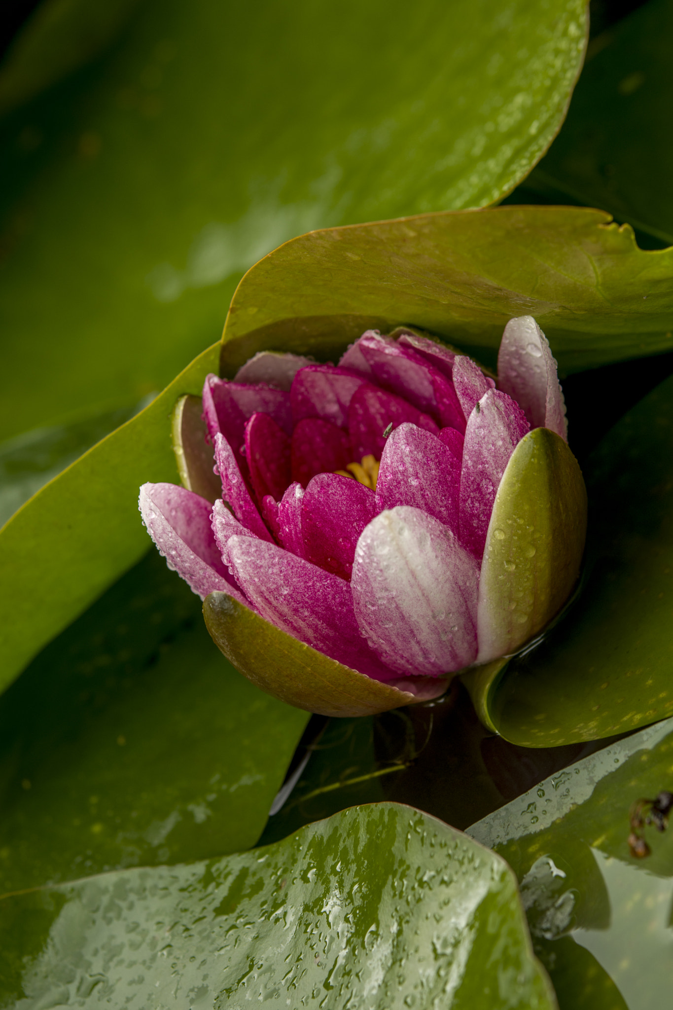 Pentax K-3 II sample photo. Lily photography