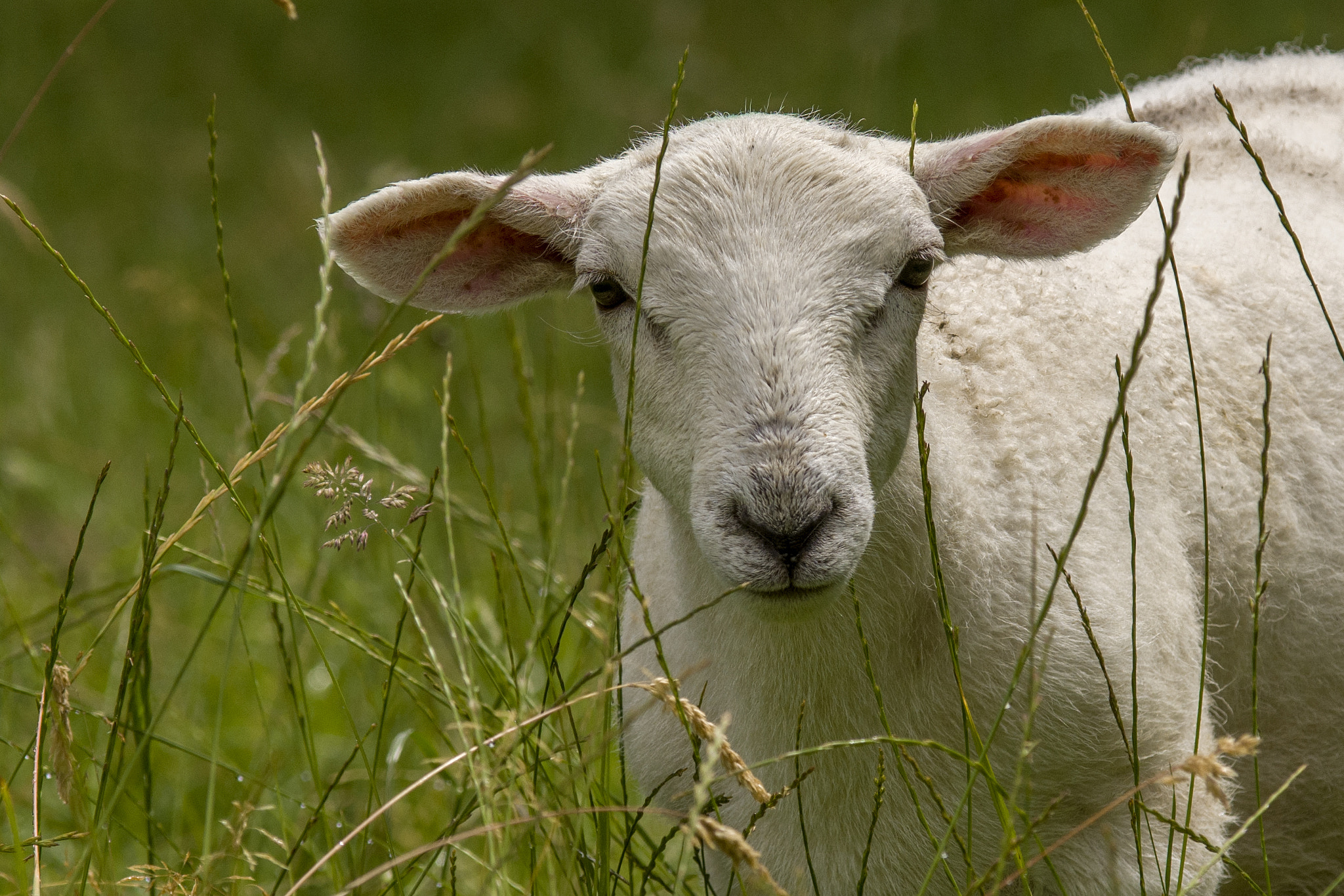 Pentax K-3 II sample photo. Sheep photography